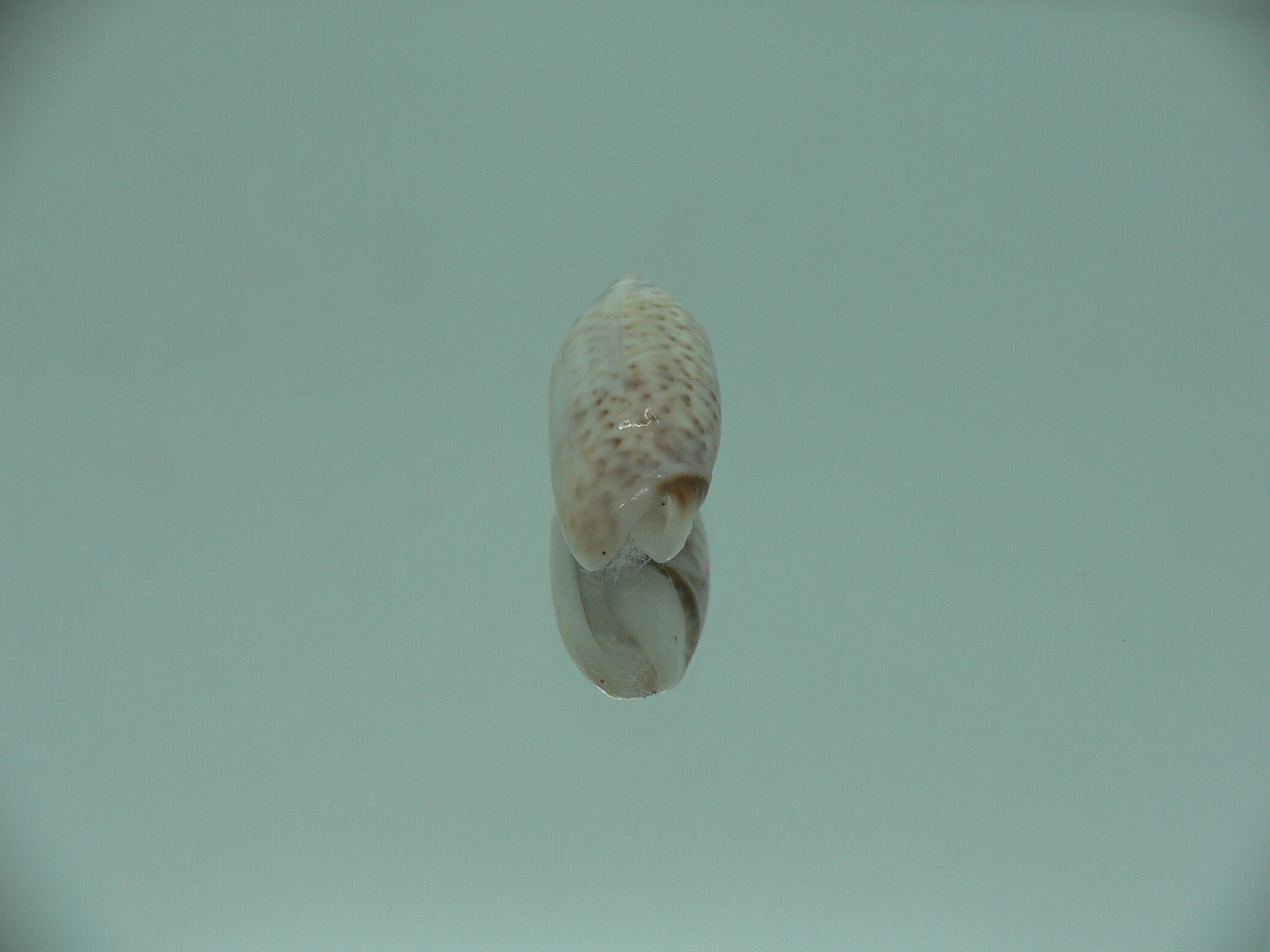 Oliva (Acutoliva) australis 4