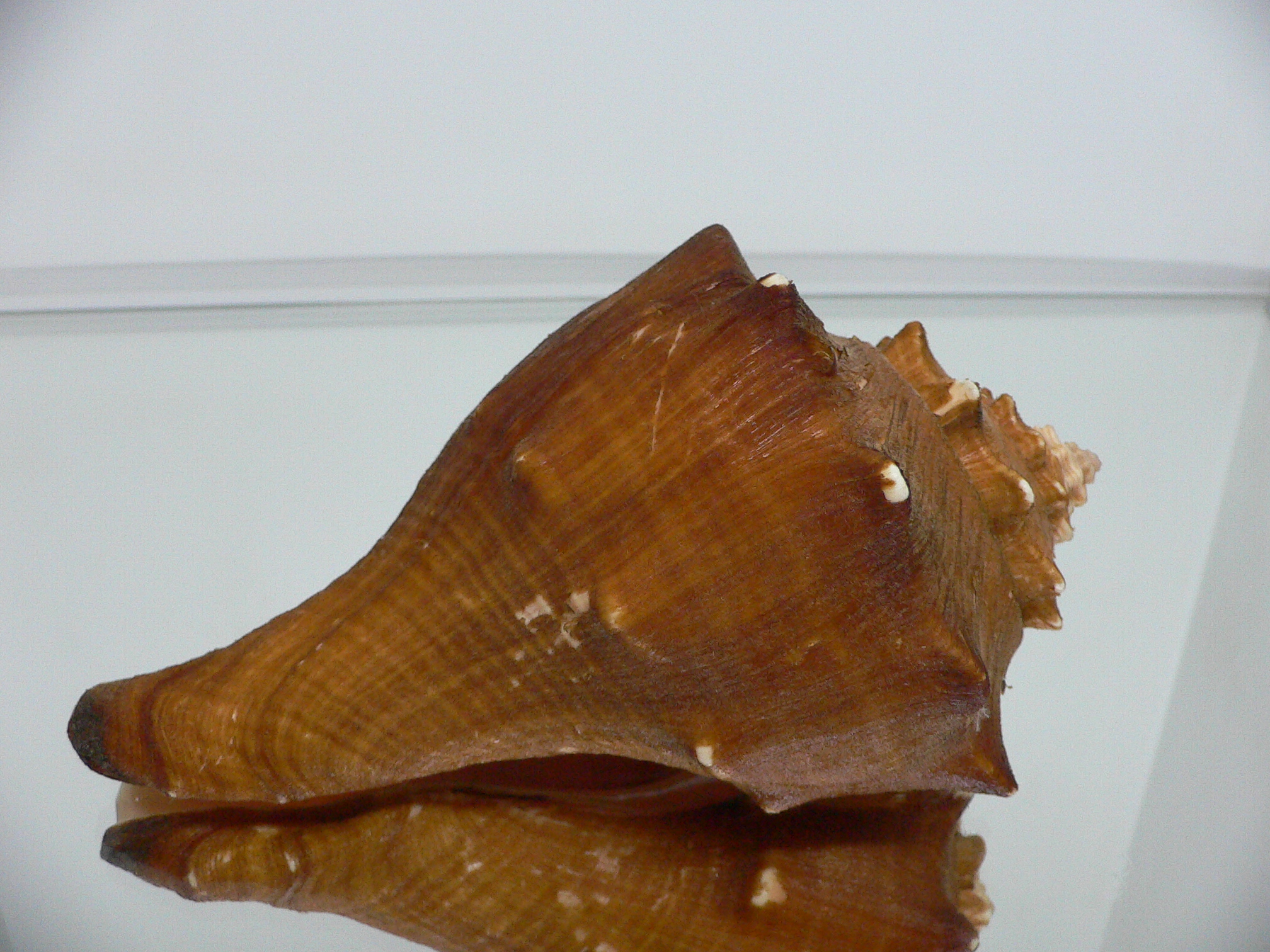 Volegalea carnaria VERY BIG