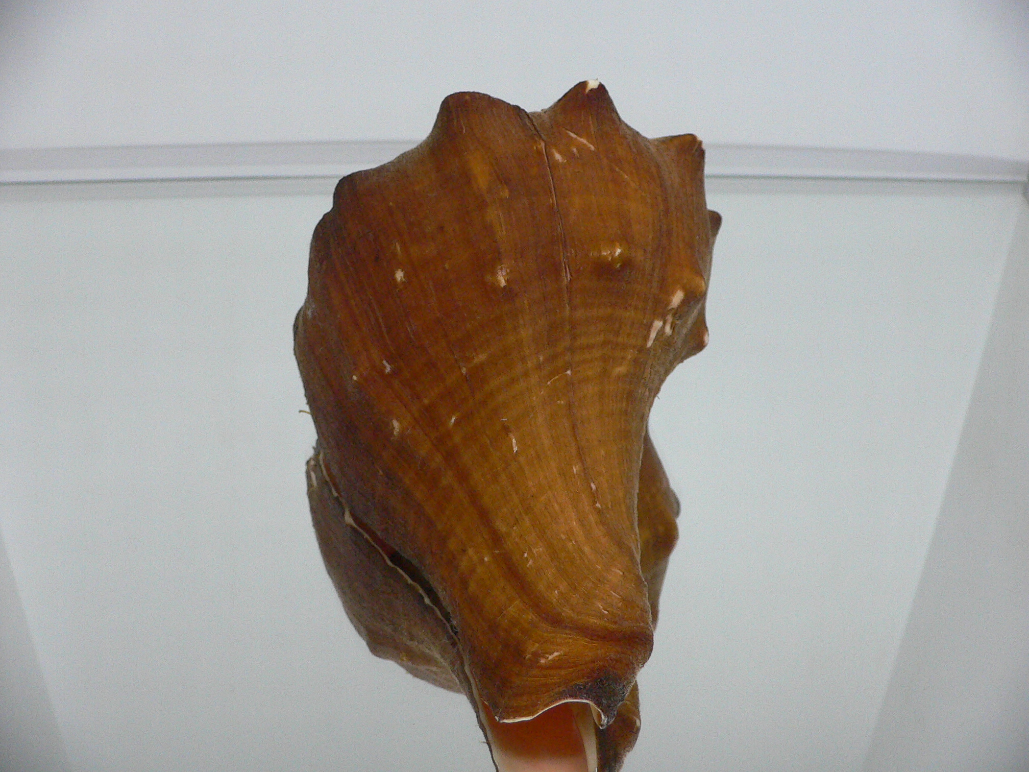 Volegalea carnaria VERY BIG