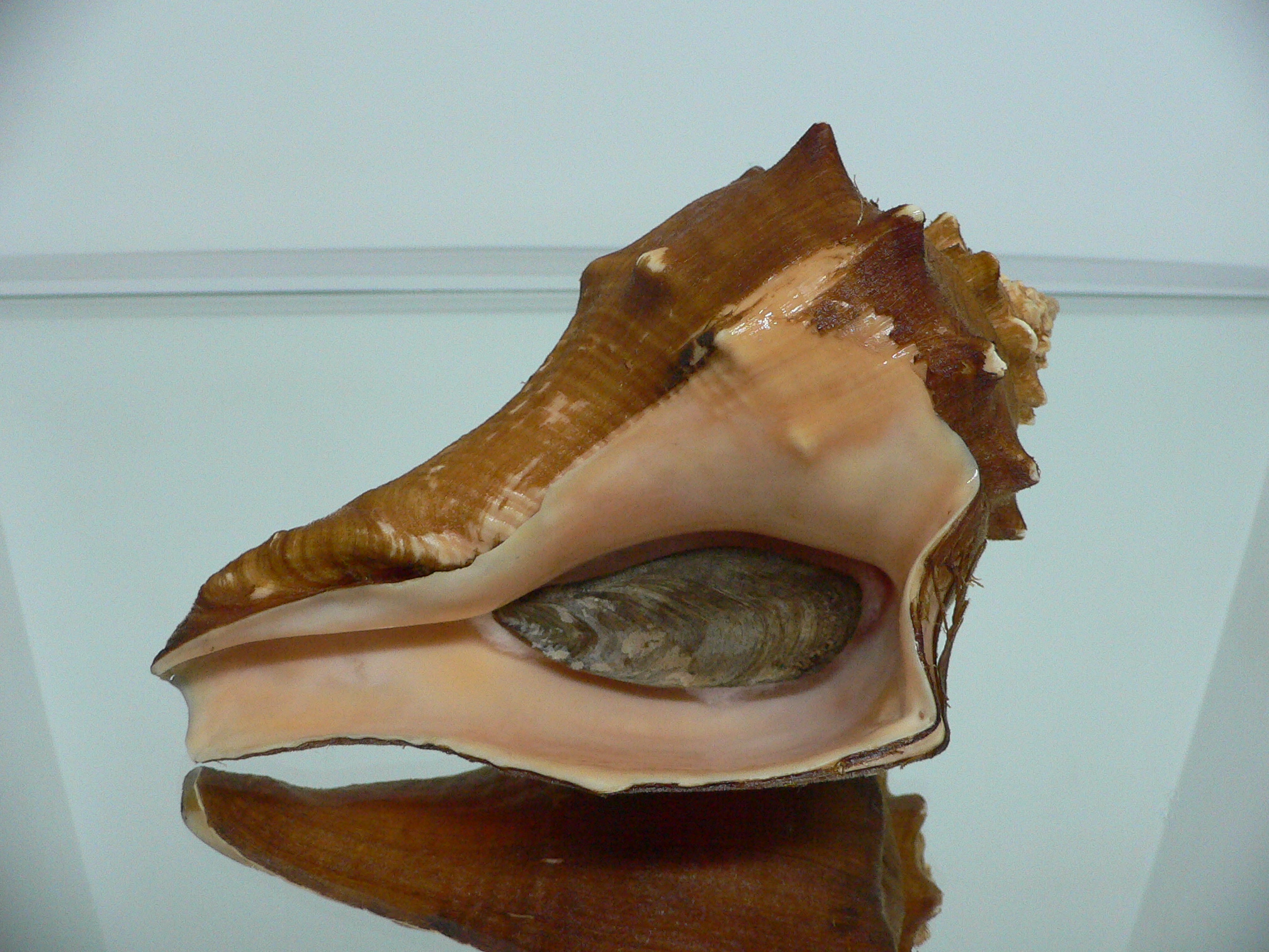 Volegalea carnaria VERY BIG