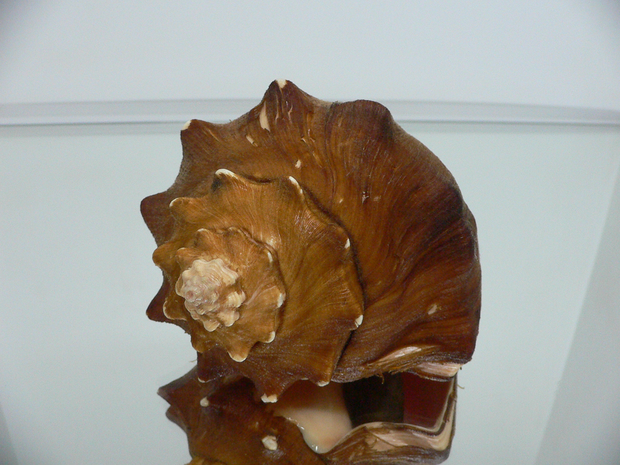 Volegalea carnaria VERY BIG