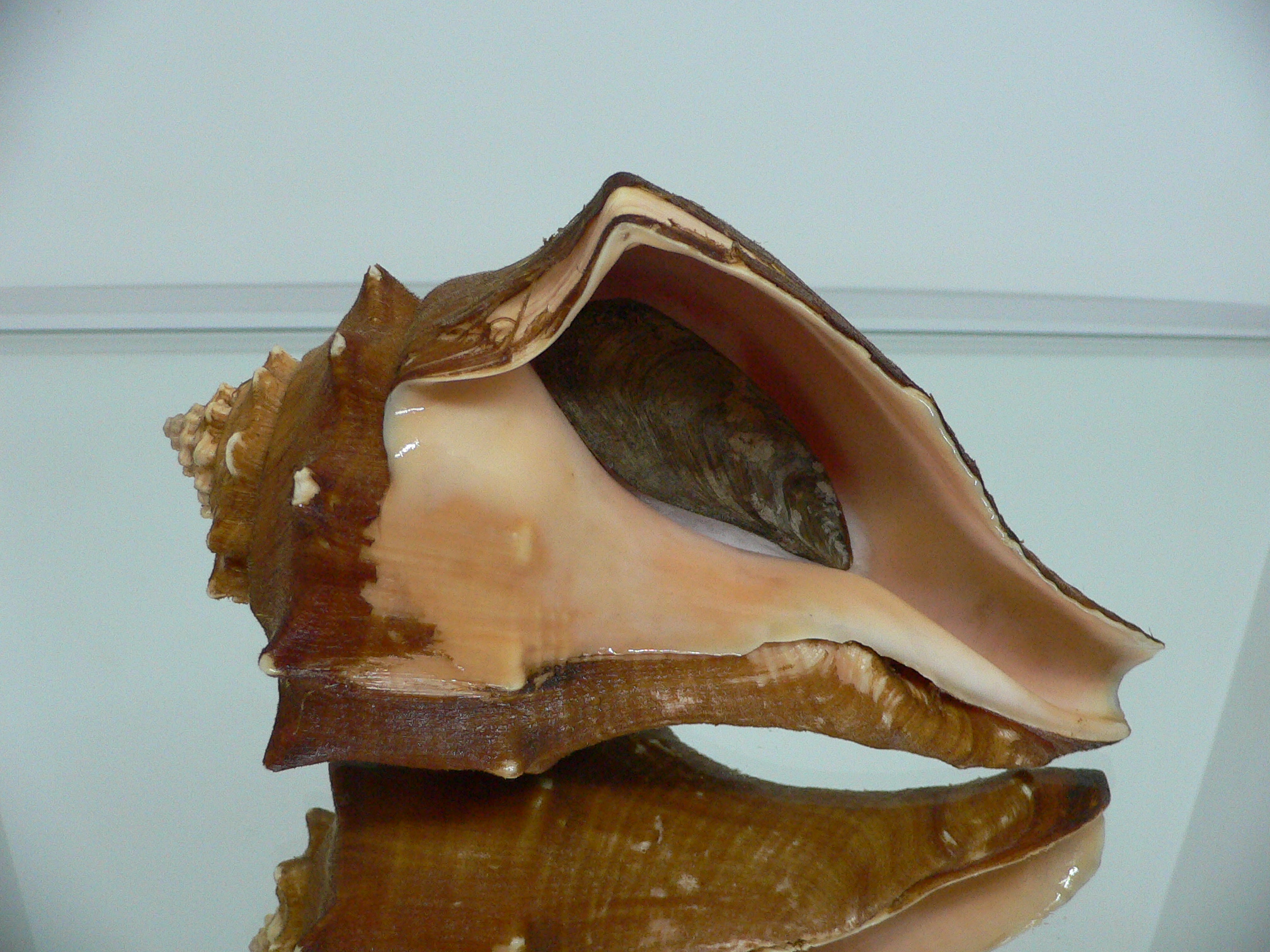 Volegalea carnaria VERY BIG