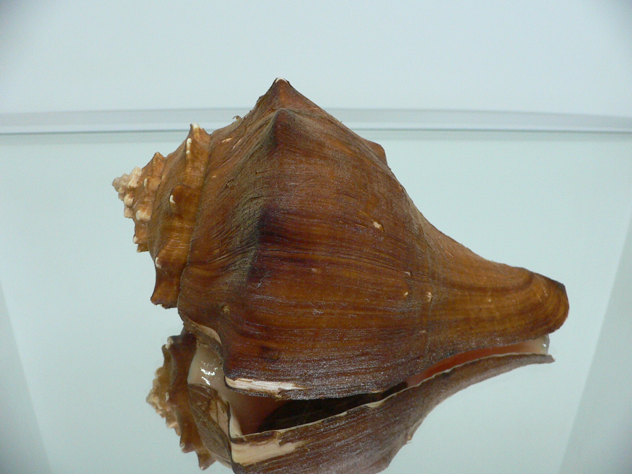 Volegalea carnaria VERY BIG