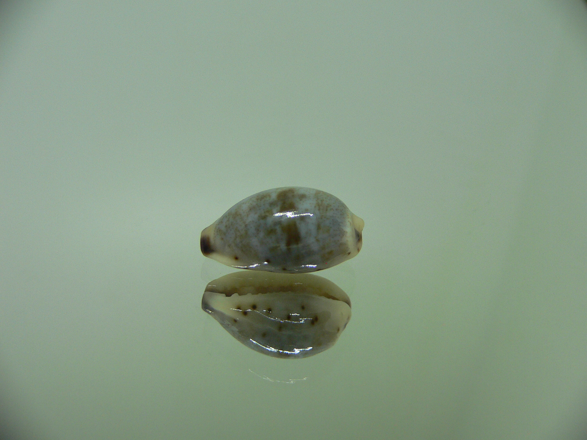 Cypraea gracilis gracilis SPOTS