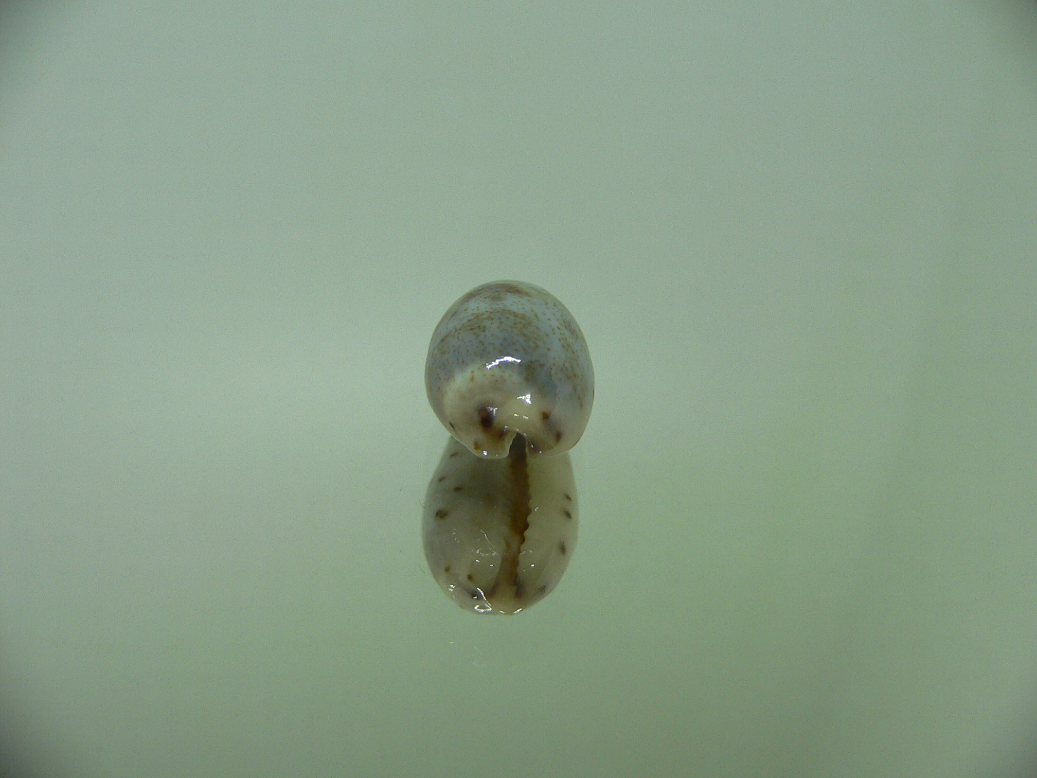 Cypraea gracilis gracilis SPOTS