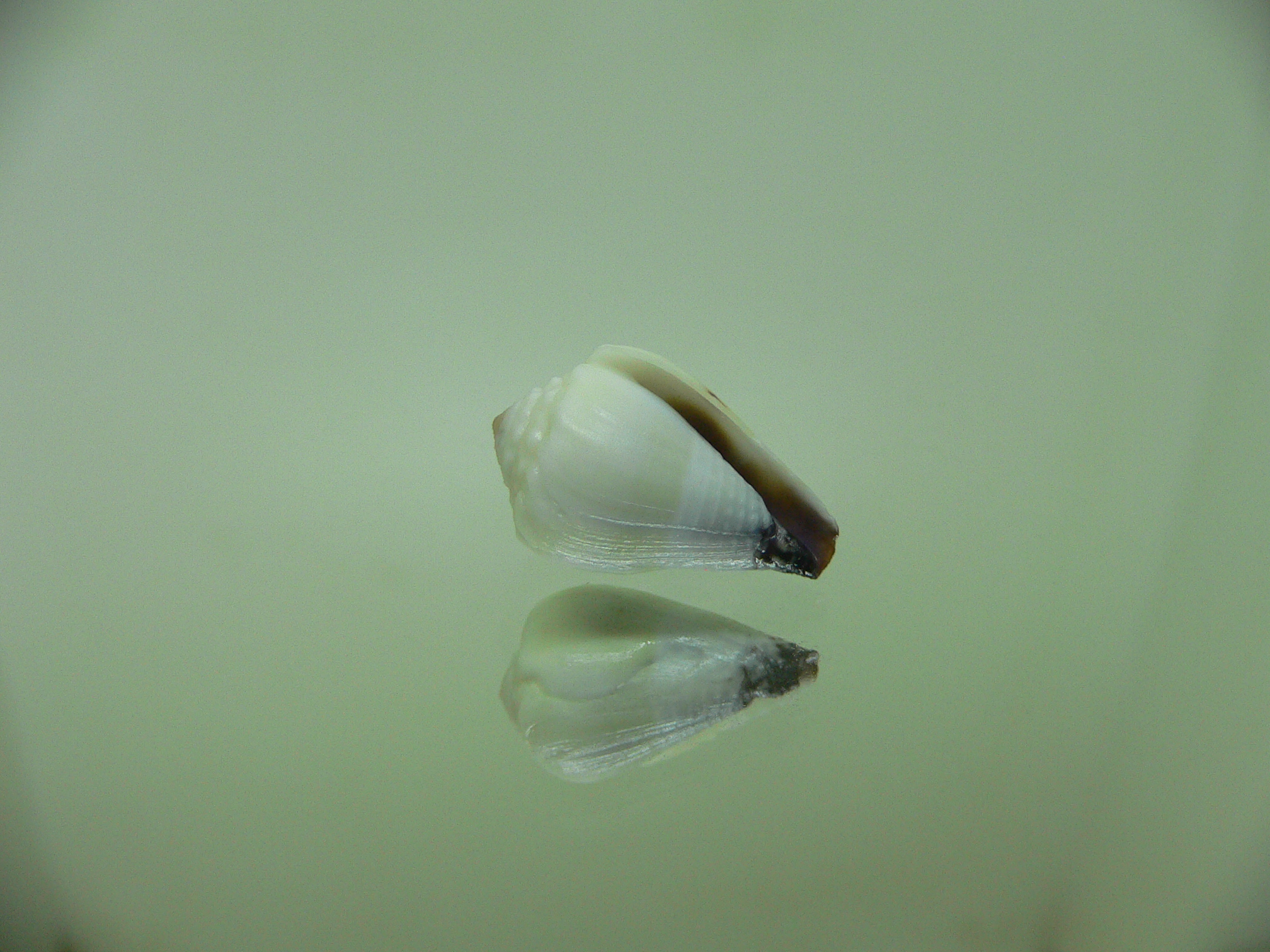 Conus sponsalis BLUE