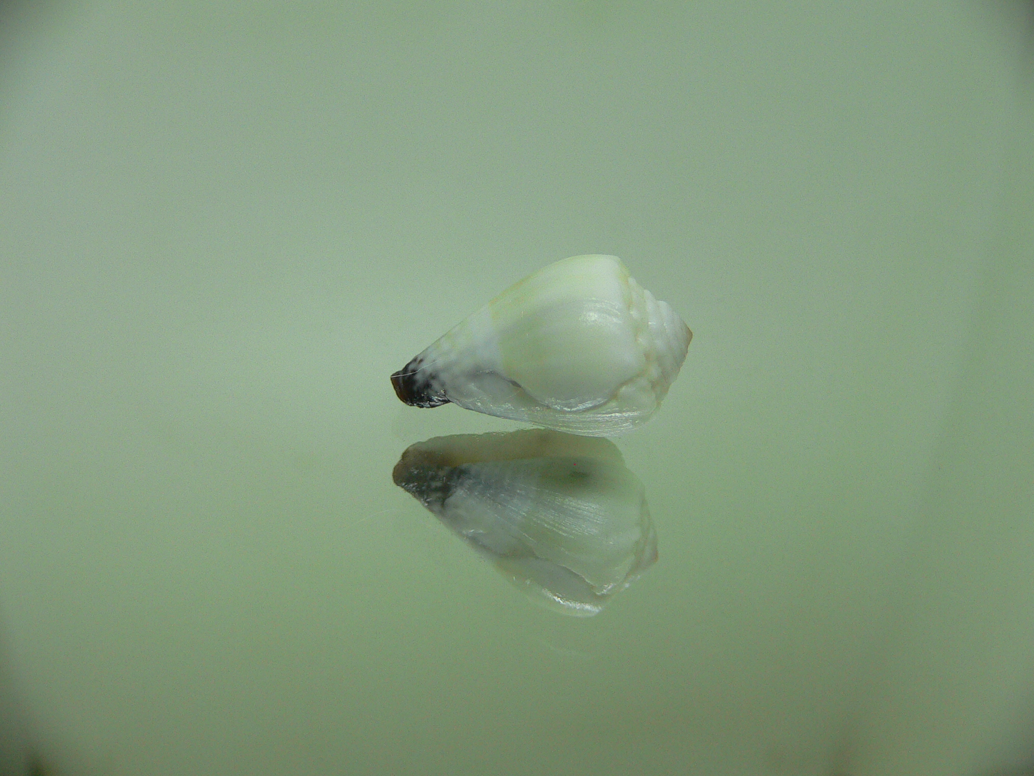 Conus sponsalis BLUE