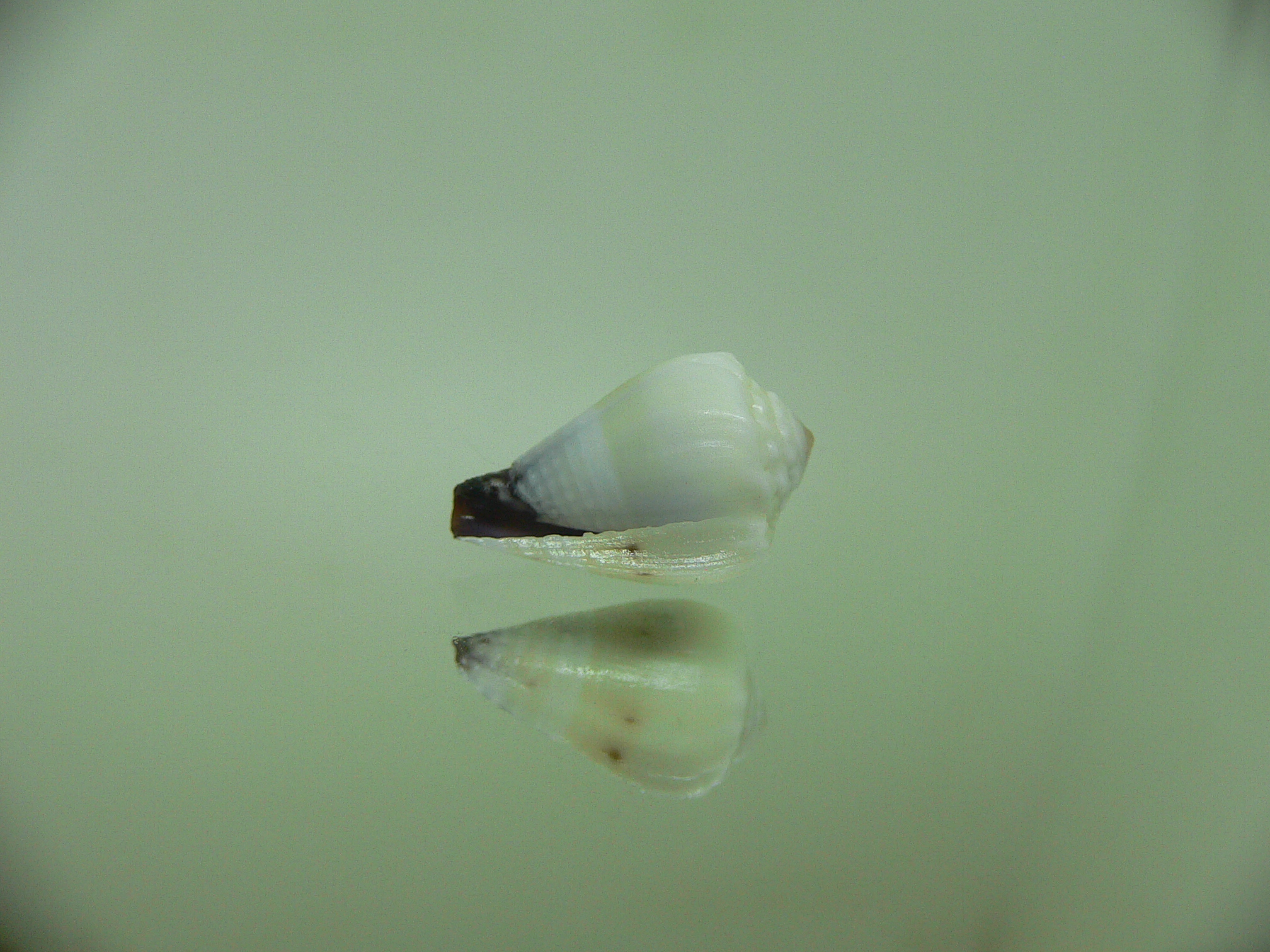 Conus sponsalis BLUE