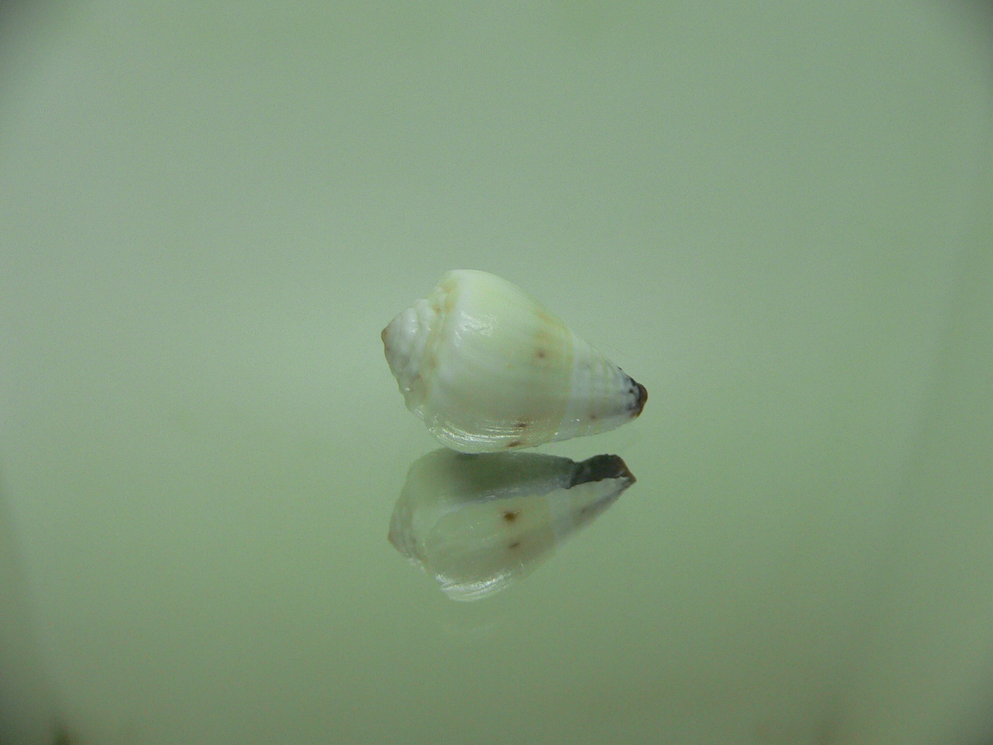 Conus sponsalis BLUE