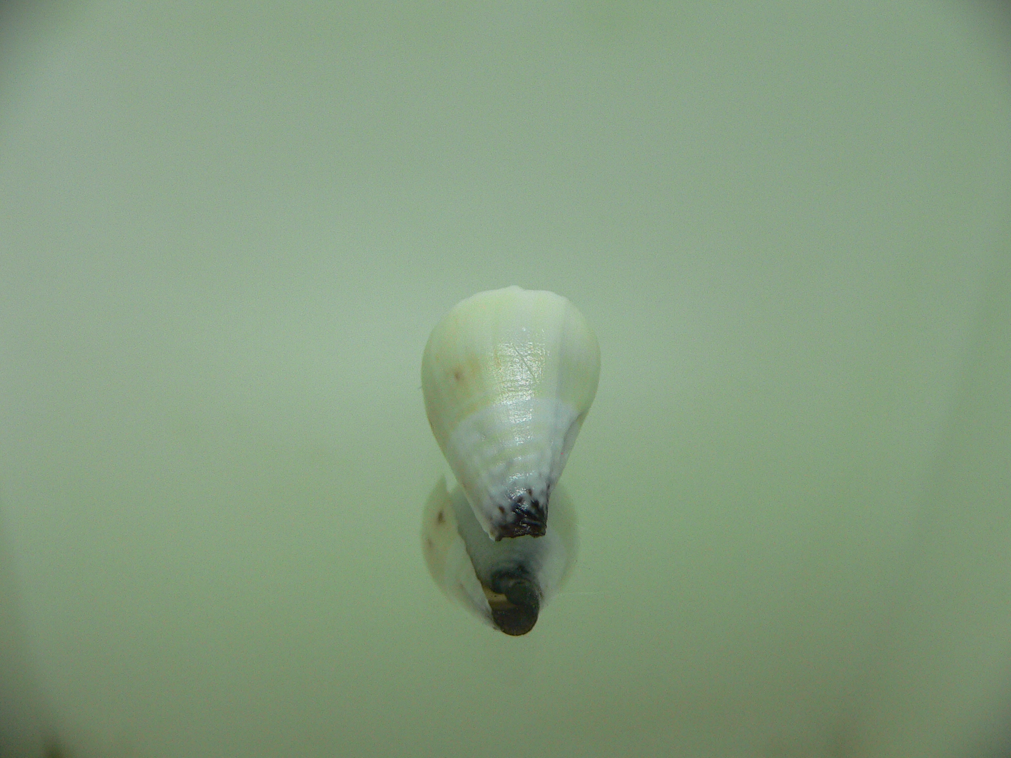 Conus sponsalis BLUE