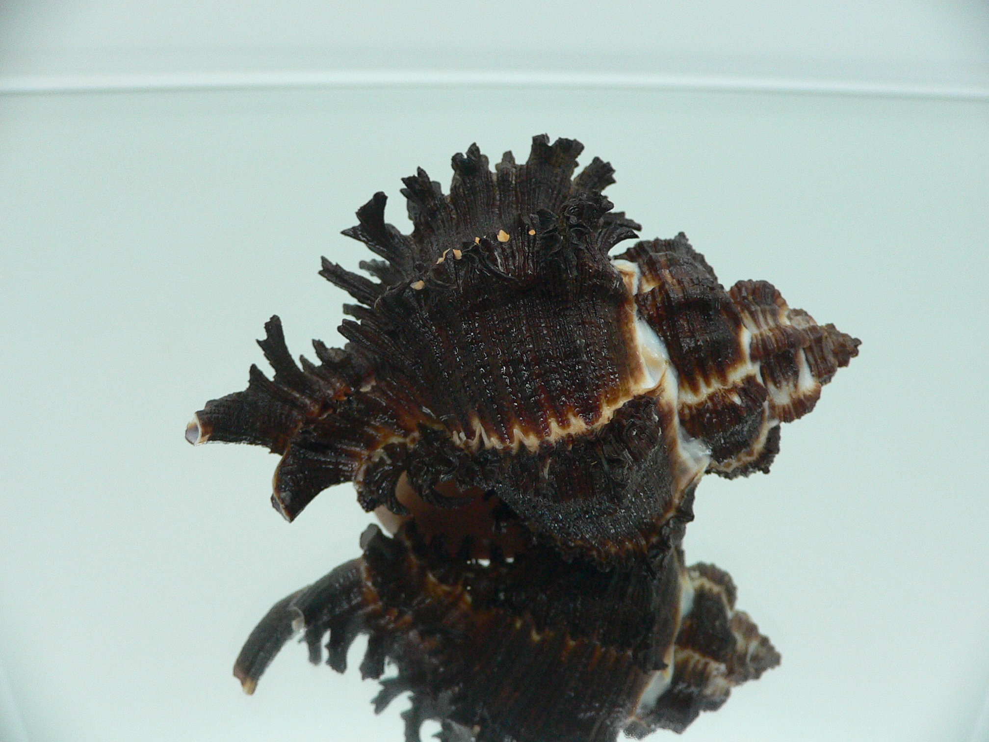 Hexaplex cichoreum cichoreum BLACK & CURLY