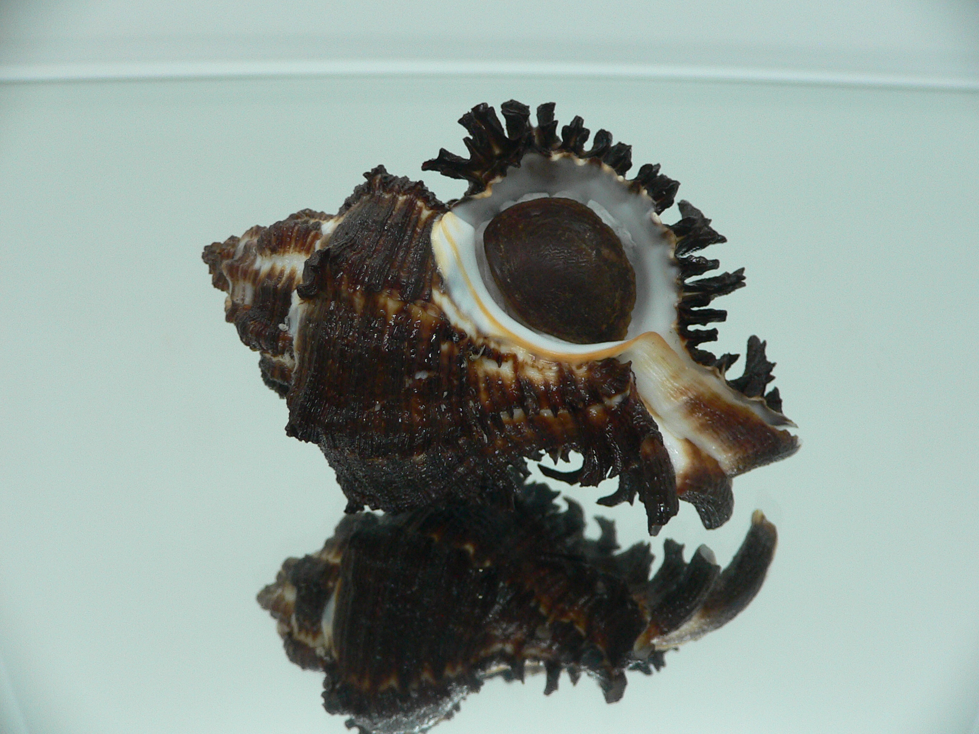 Hexaplex cichoreum cichoreum BLACK & CURLY