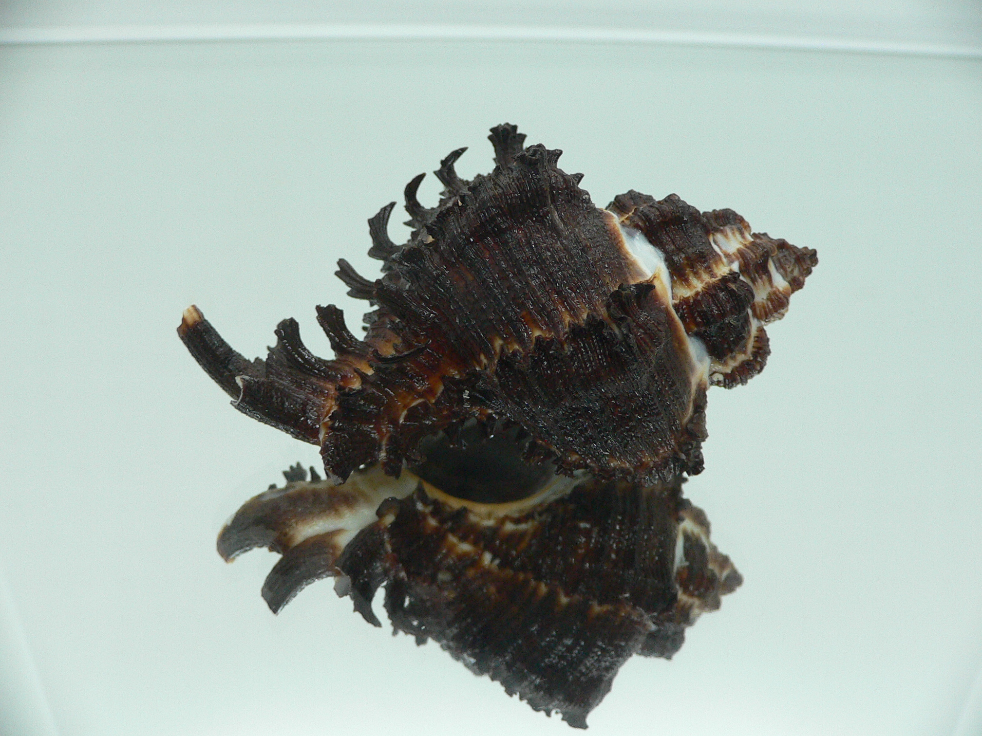 Hexaplex cichoreum cichoreum BLACK & CURLY