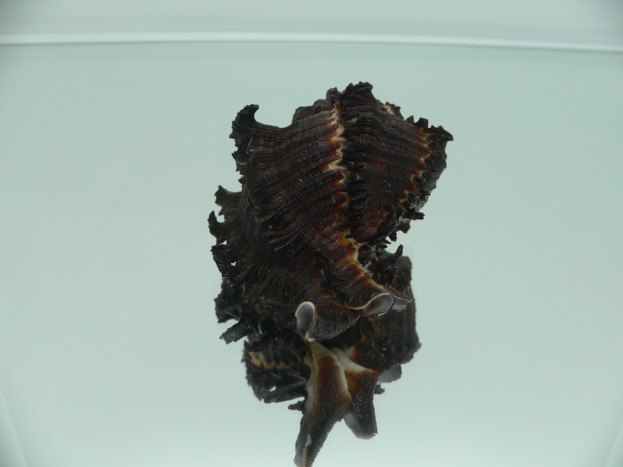 Hexaplex cichoreum cichoreum BLACK & CURLY