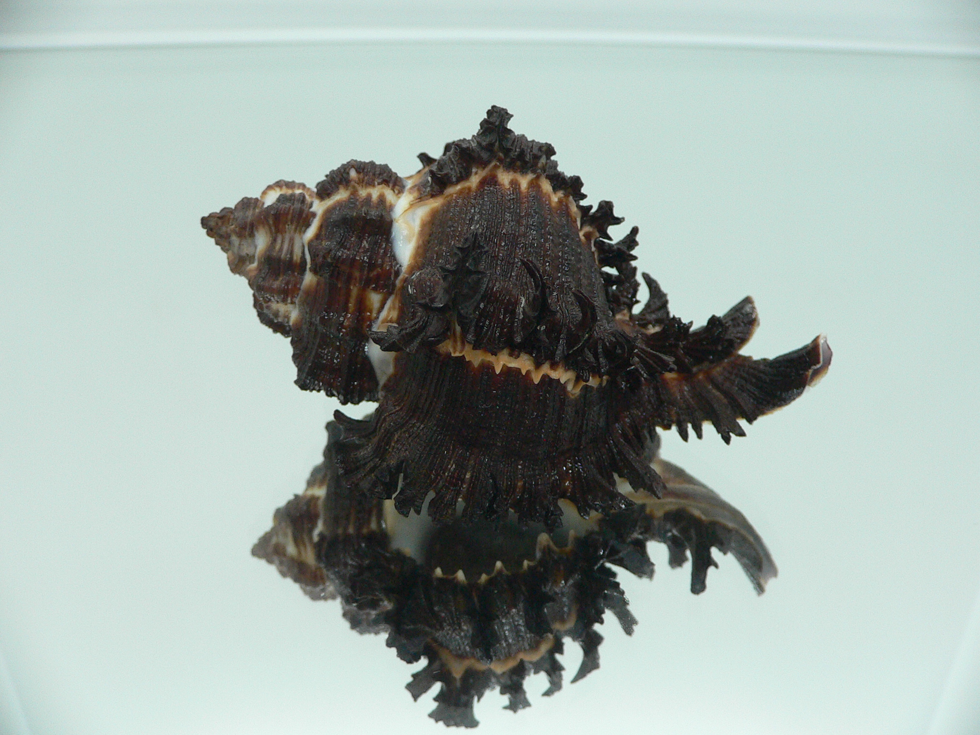Hexaplex cichoreum cichoreum BLACK & CURLY