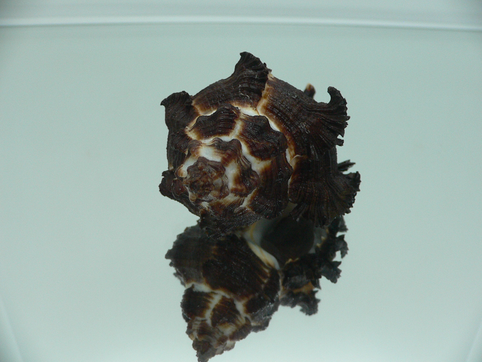 Hexaplex cichoreum cichoreum BLACK & CURLY