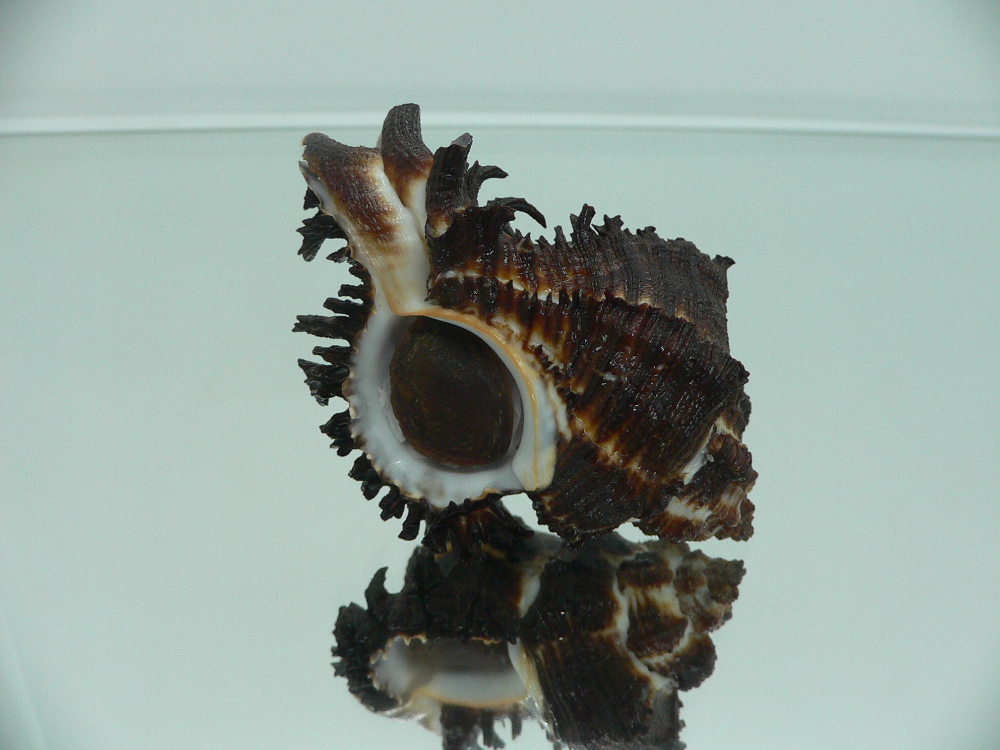 Hexaplex cichoreum cichoreum BLACK & CURLY