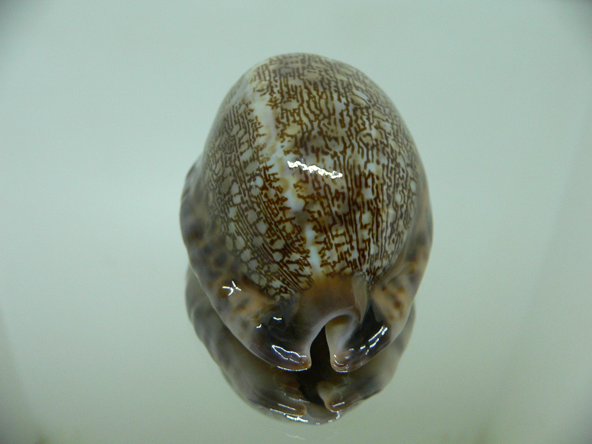 Cypraea arabica asiatica gibba (var.) REDHEAD BASE