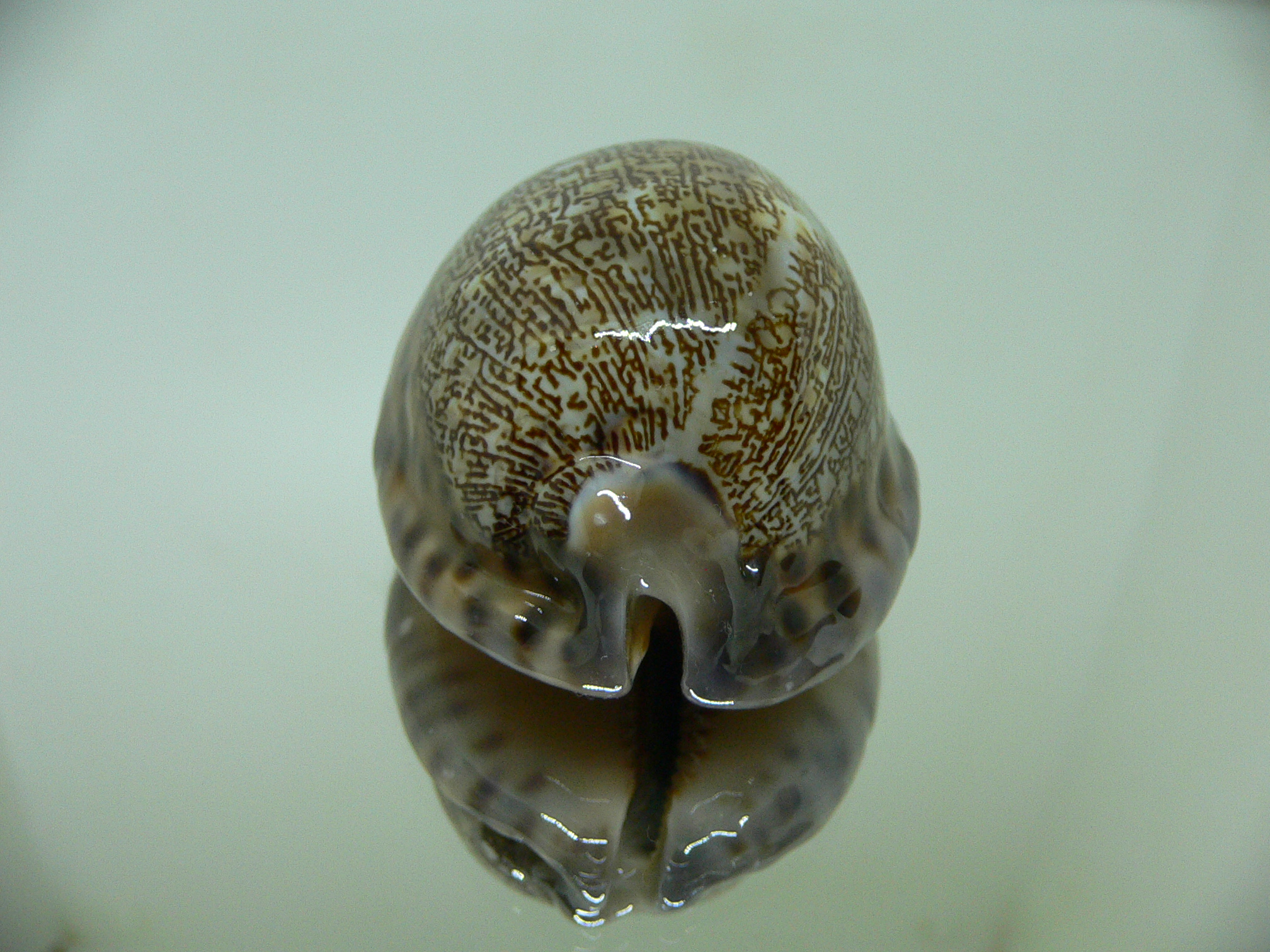 Cypraea arabica asiatica gibba (var.) REDHEAD BASE