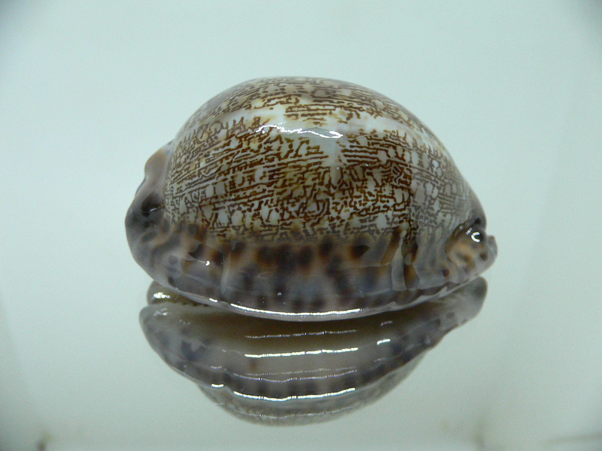 Cypraea arabica asiatica gibba (var.) REDHEAD BASE