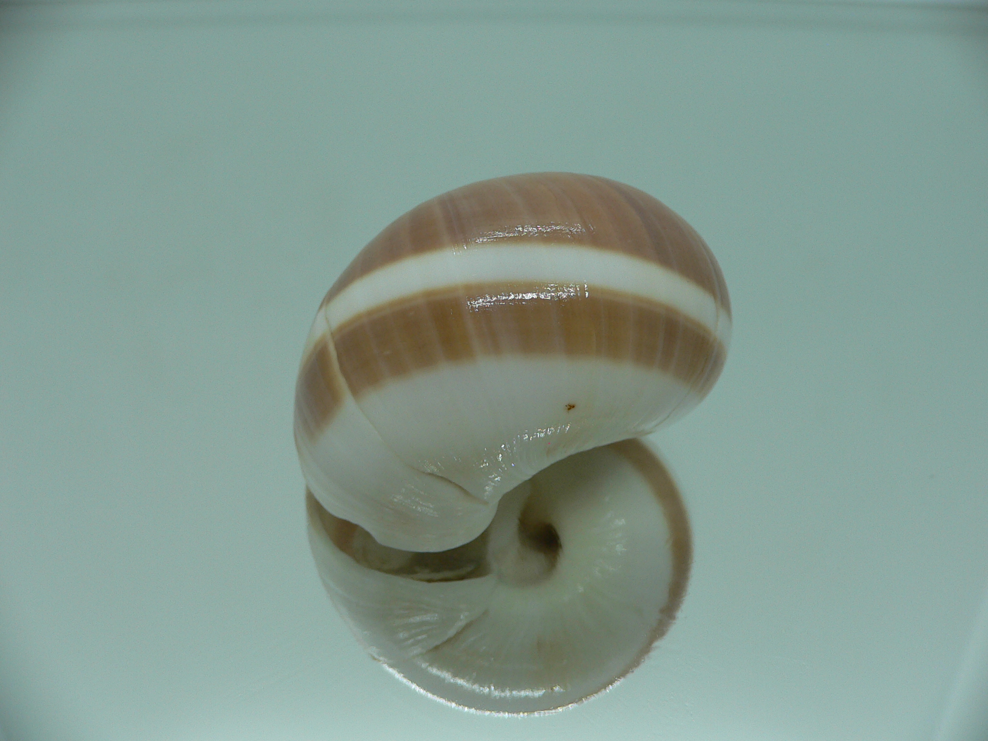 Natica vitellus BROWN & STRIP