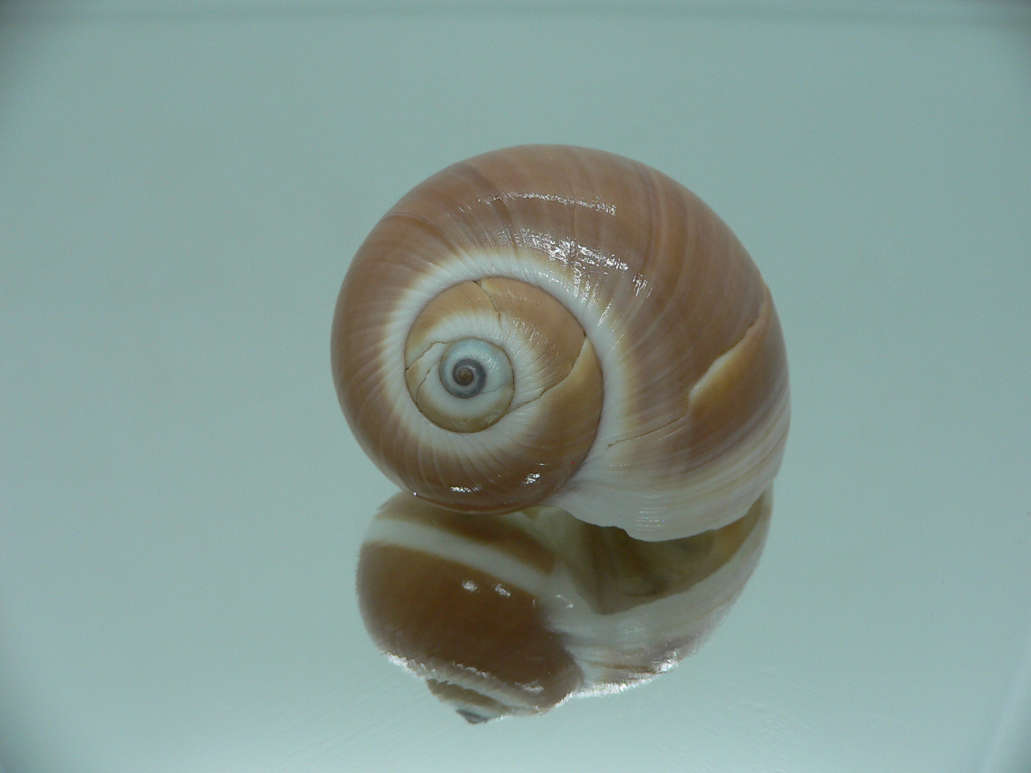 Natica vitellus BROWN & STRIP