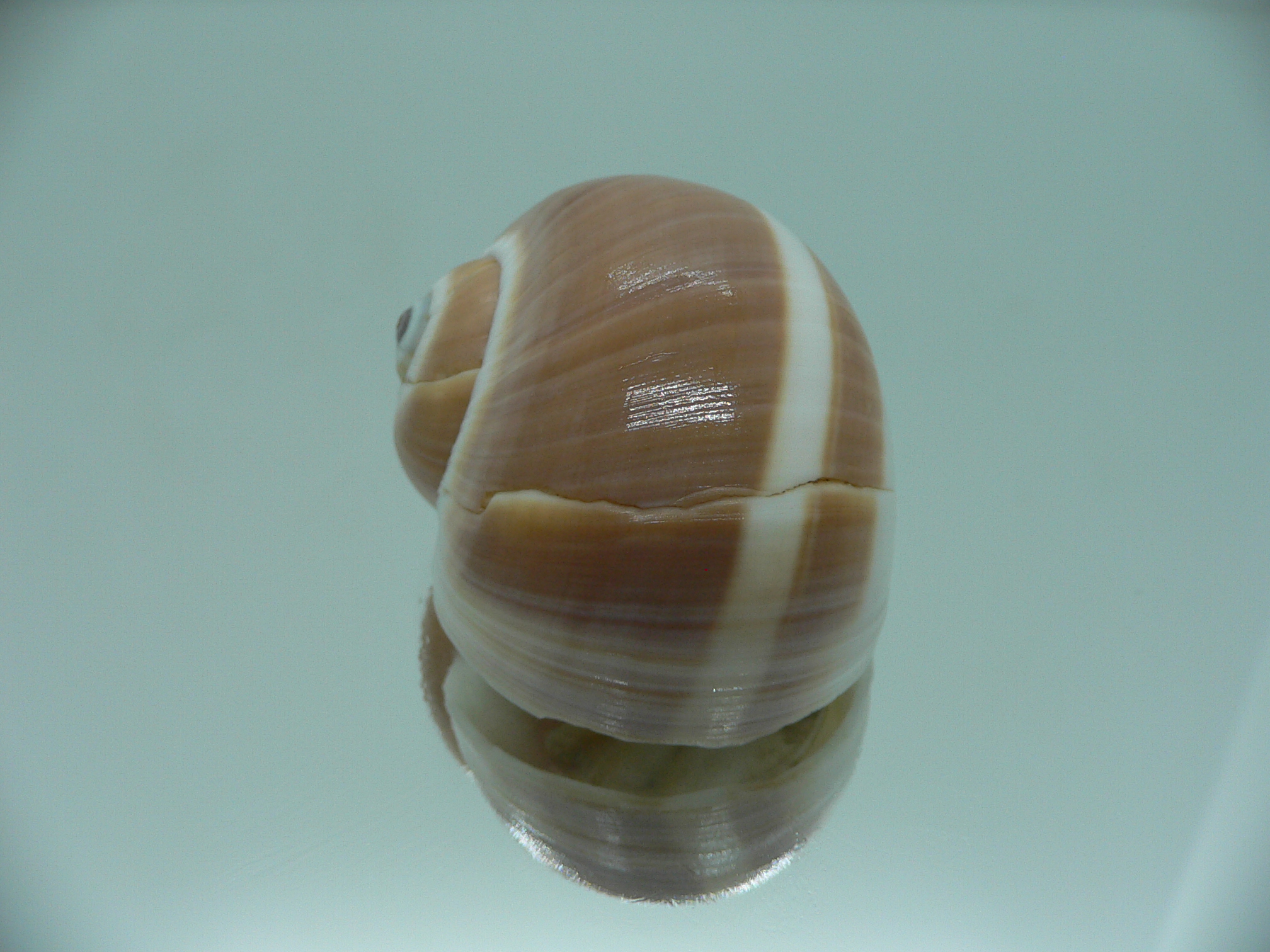 Natica vitellus BROWN & STRIP