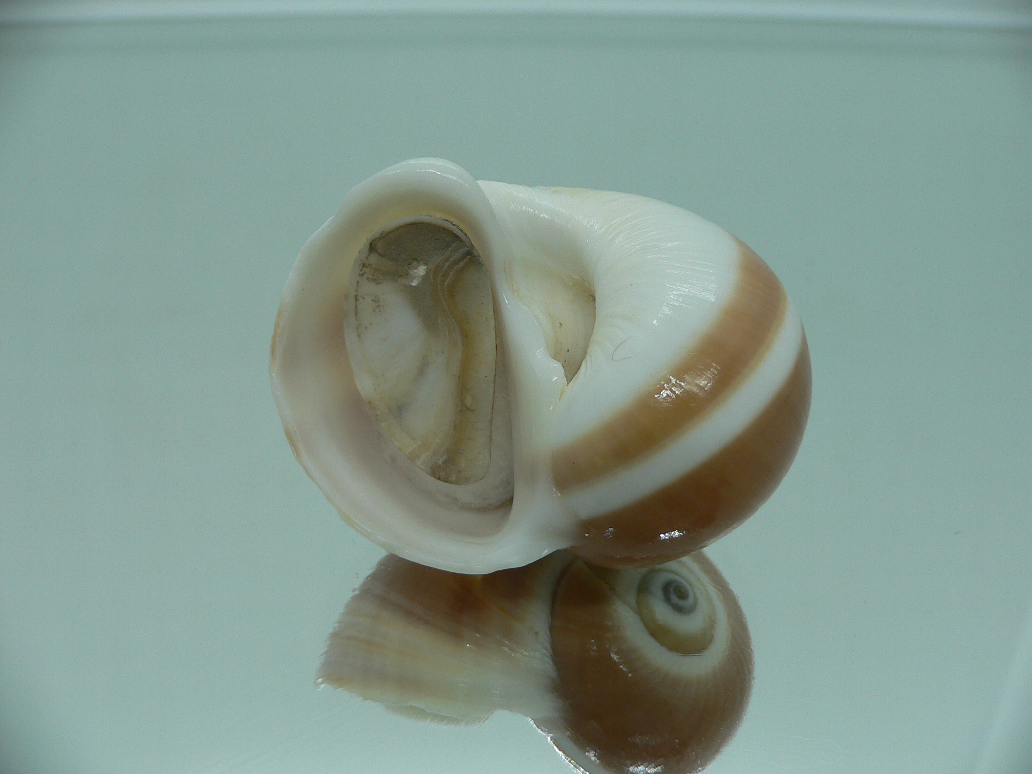 Natica vitellus BROWN & STRIP