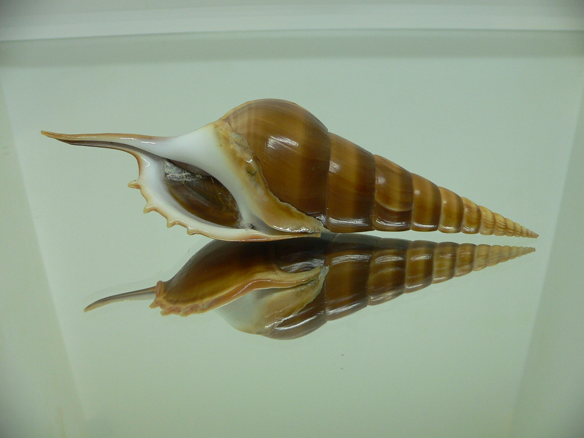 Tibia insulaechorab curta