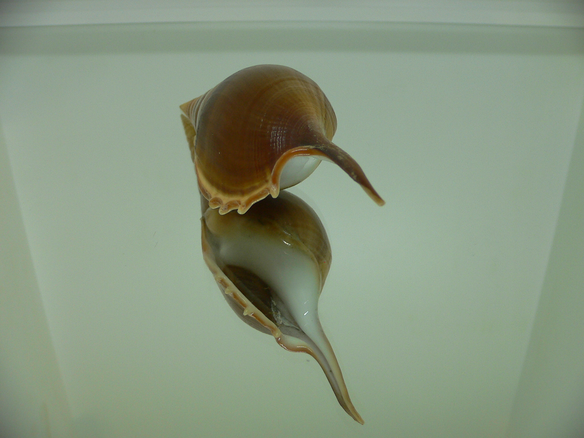 Tibia insulaechorab curta