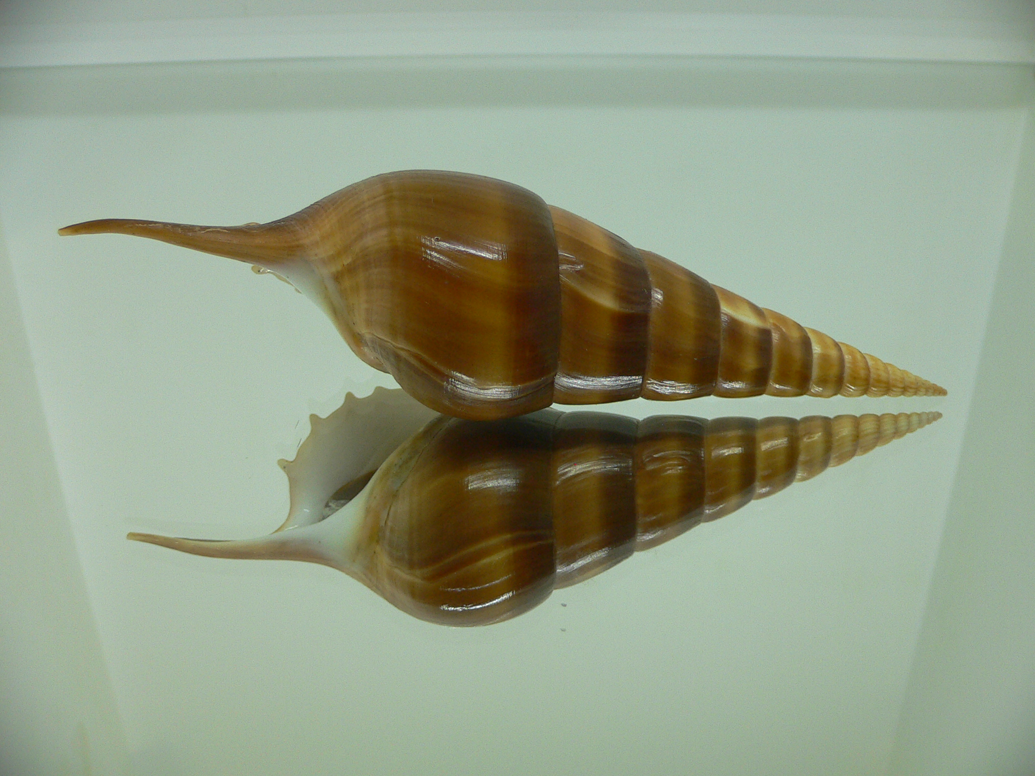 Tibia insulaechorab curta