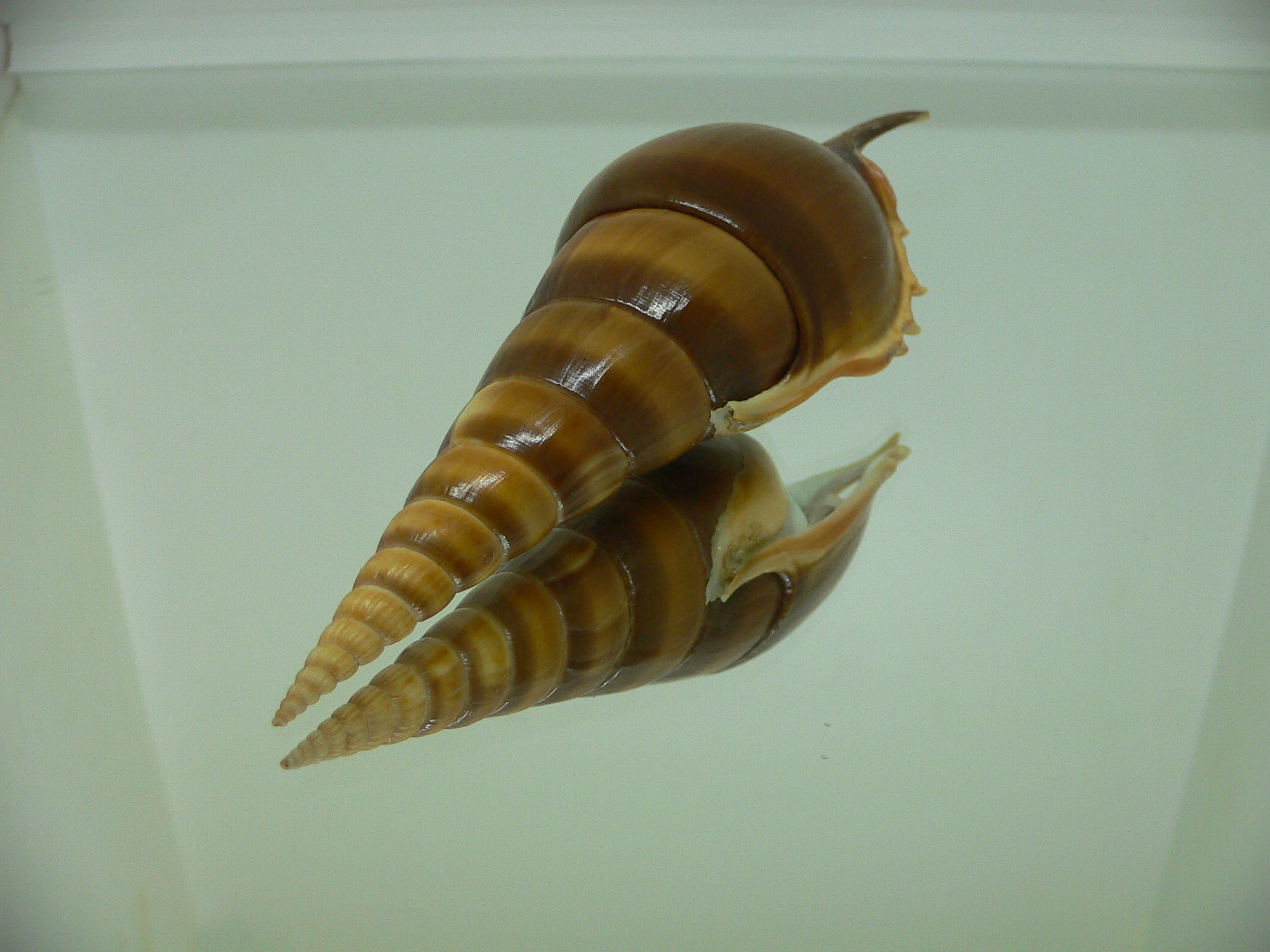 Tibia insulaechorab curta