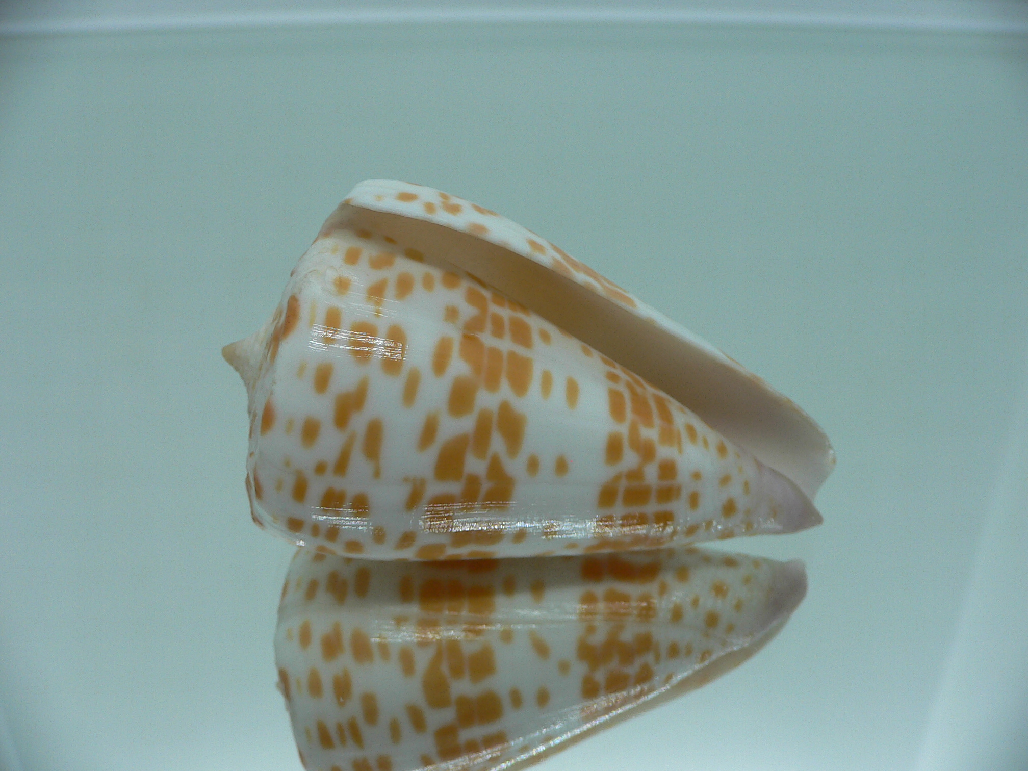 Conus tessulatus tessulatus LIGHT