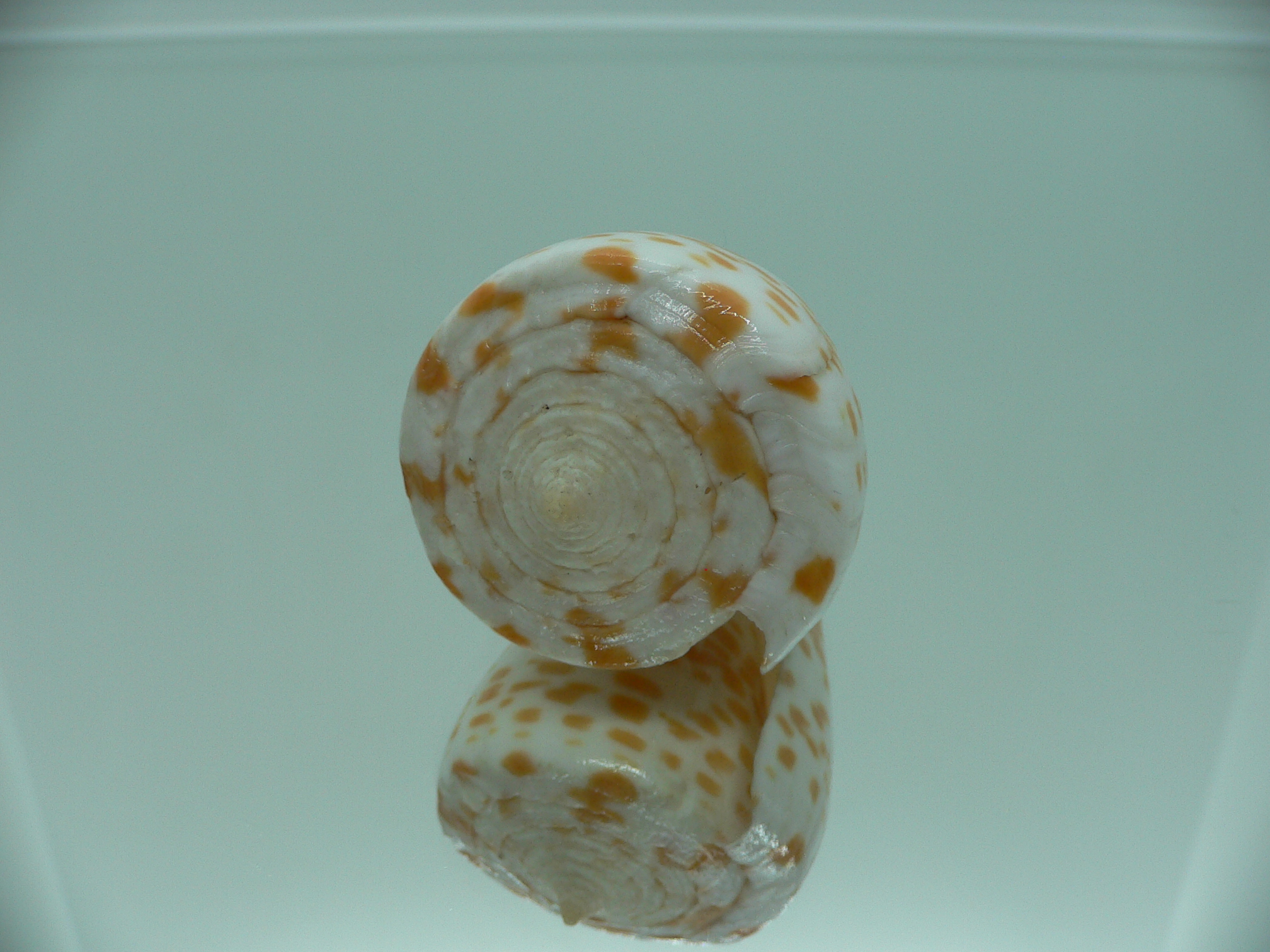 Conus tessulatus tessulatus LIGHT