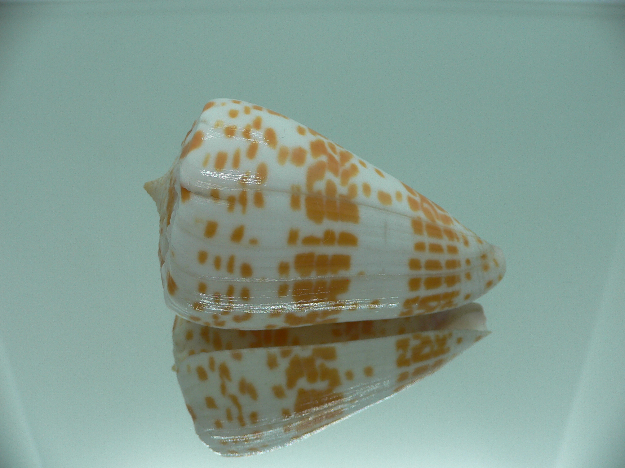 Conus tessulatus tessulatus LIGHT