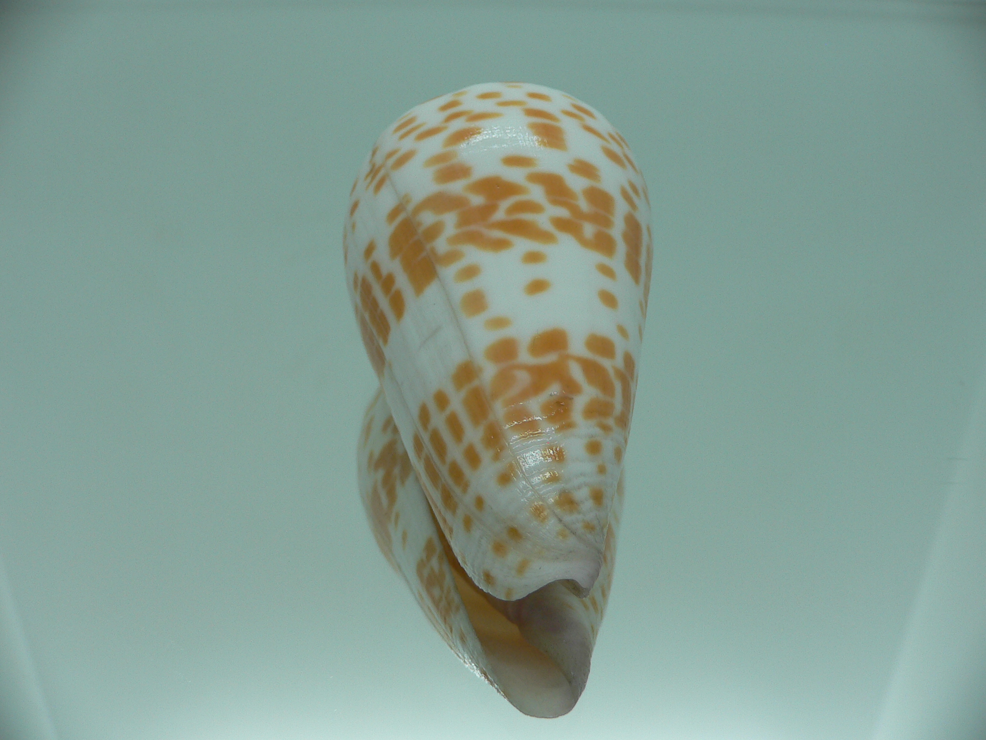 Conus tessulatus tessulatus LIGHT