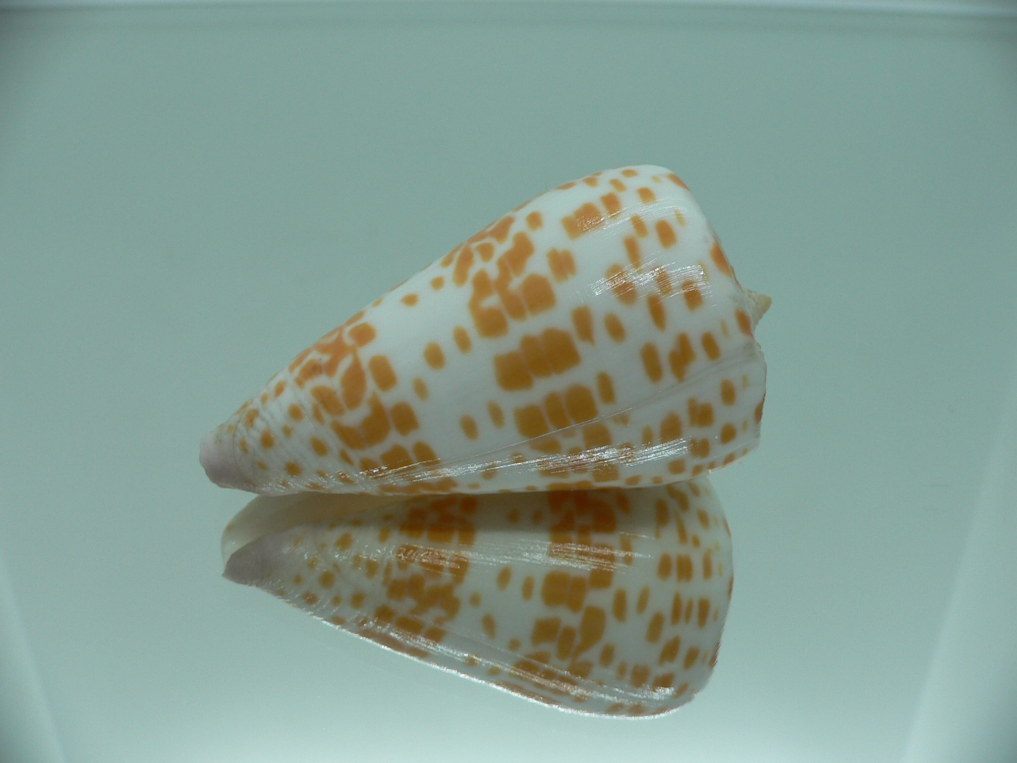 Conus tessulatus tessulatus LIGHT