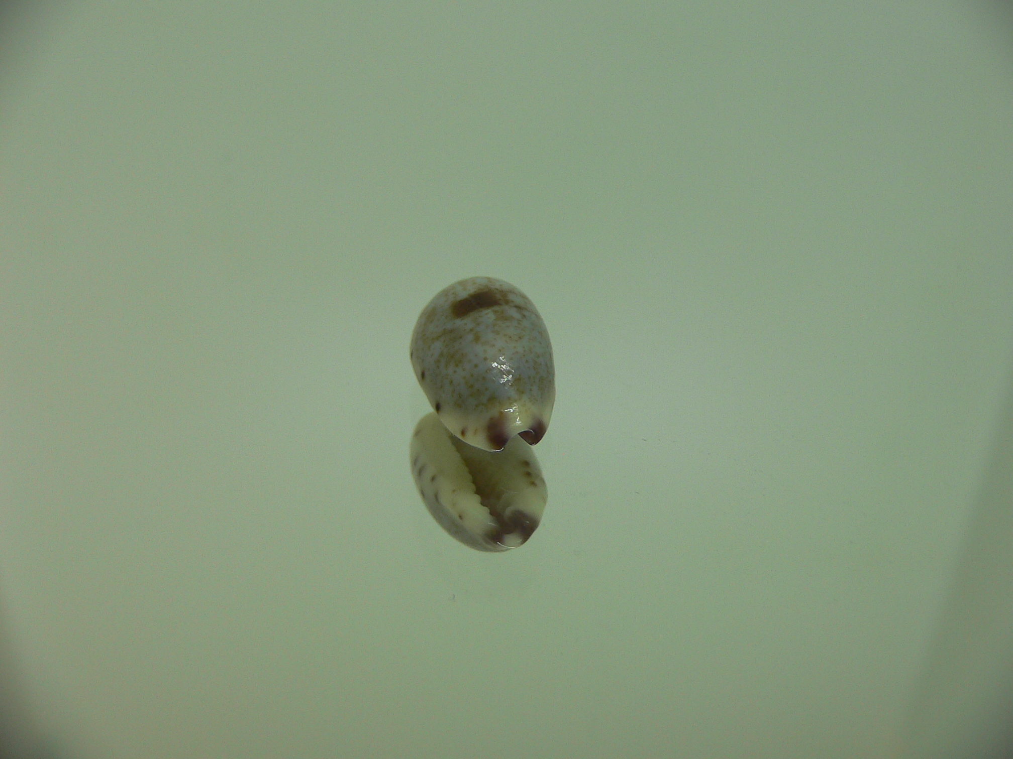 Cypraea gracilis notata