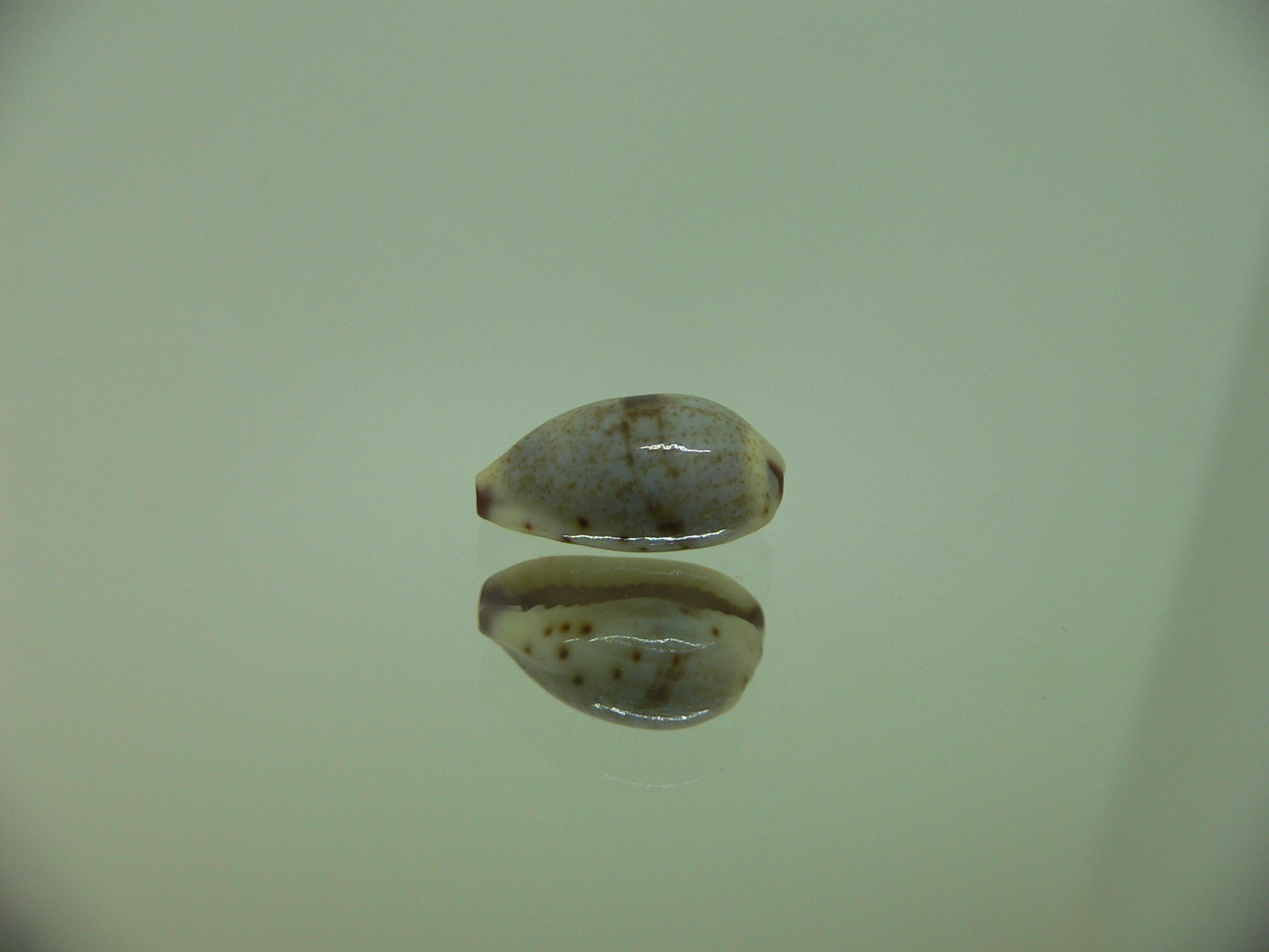 Cypraea gracilis notata