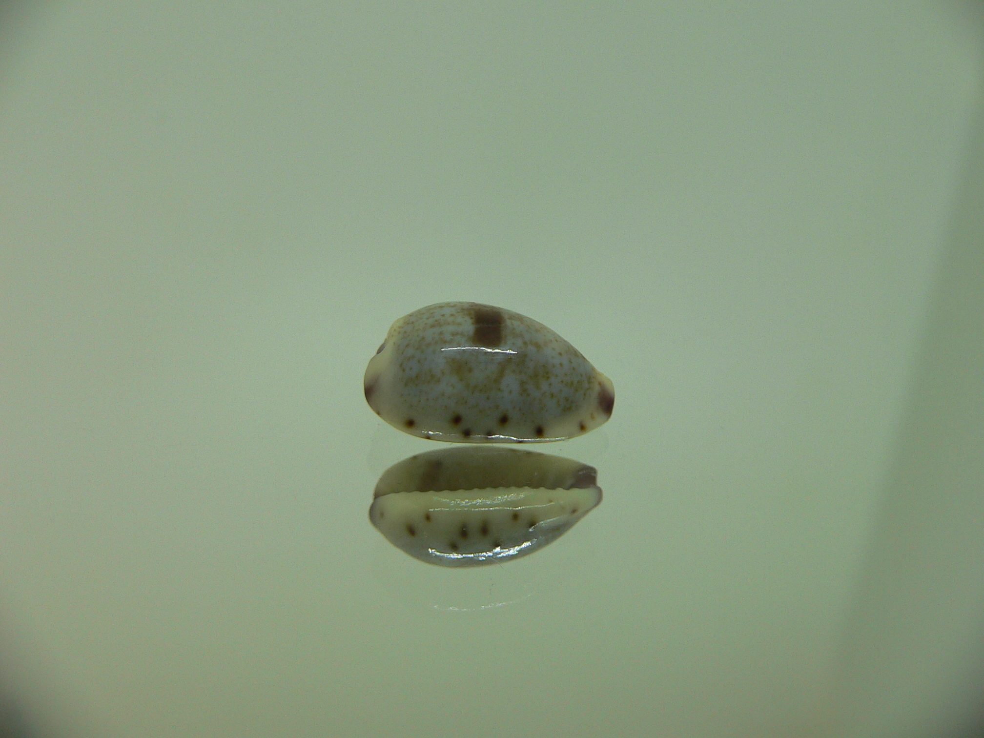 Cypraea gracilis notata