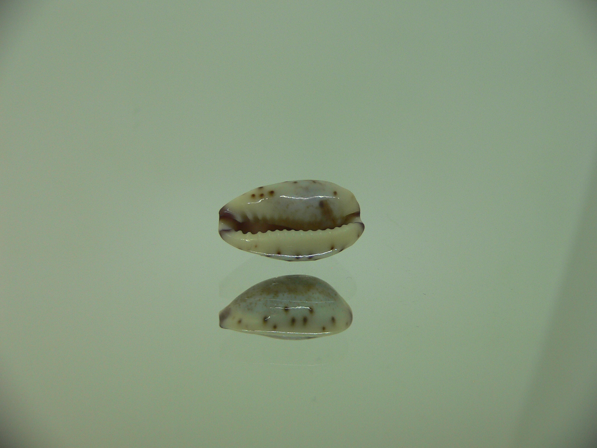 Cypraea gracilis notata