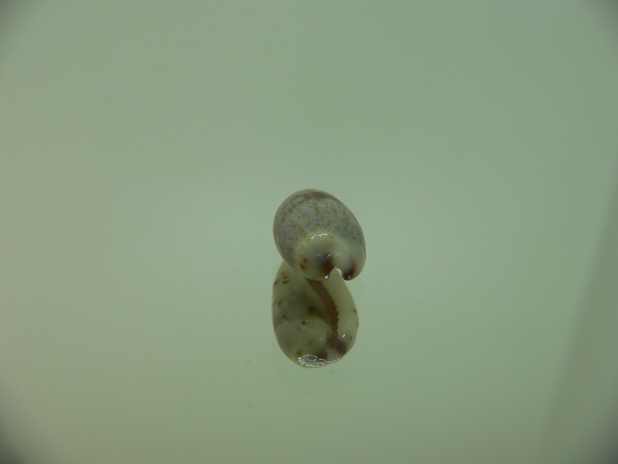 Cypraea gracilis notata