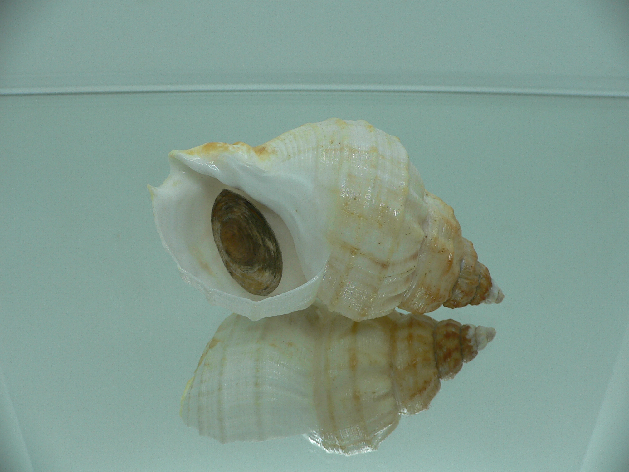 Buccinum verkruzeni WHITE