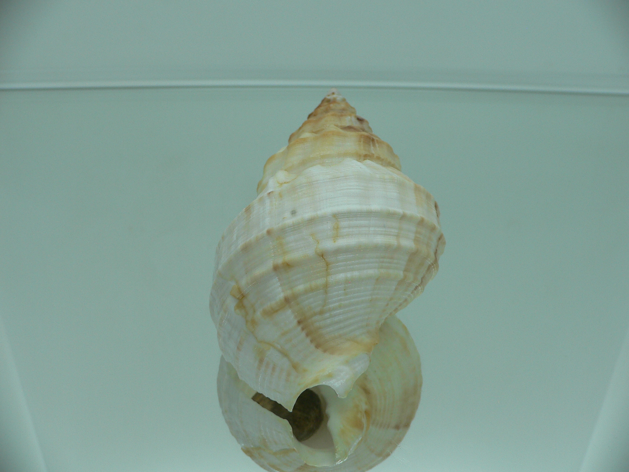 Buccinum verkruzeni WHITE