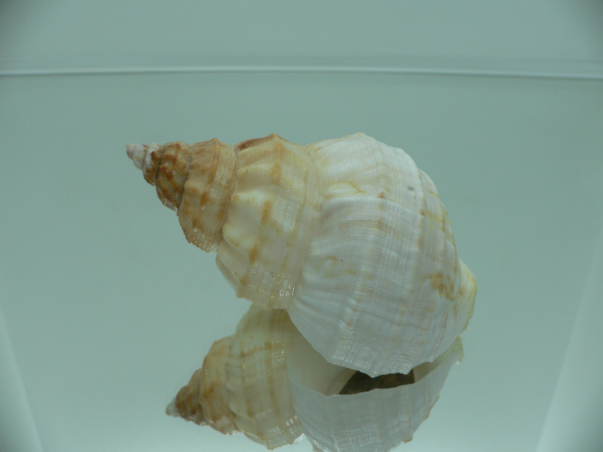 Buccinum verkruzeni WHITE