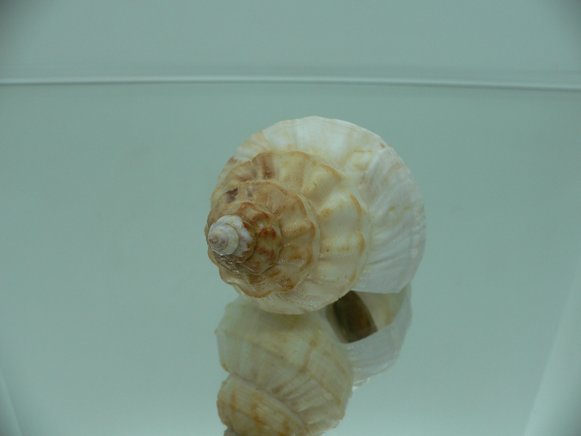 Buccinum verkruzeni WHITE