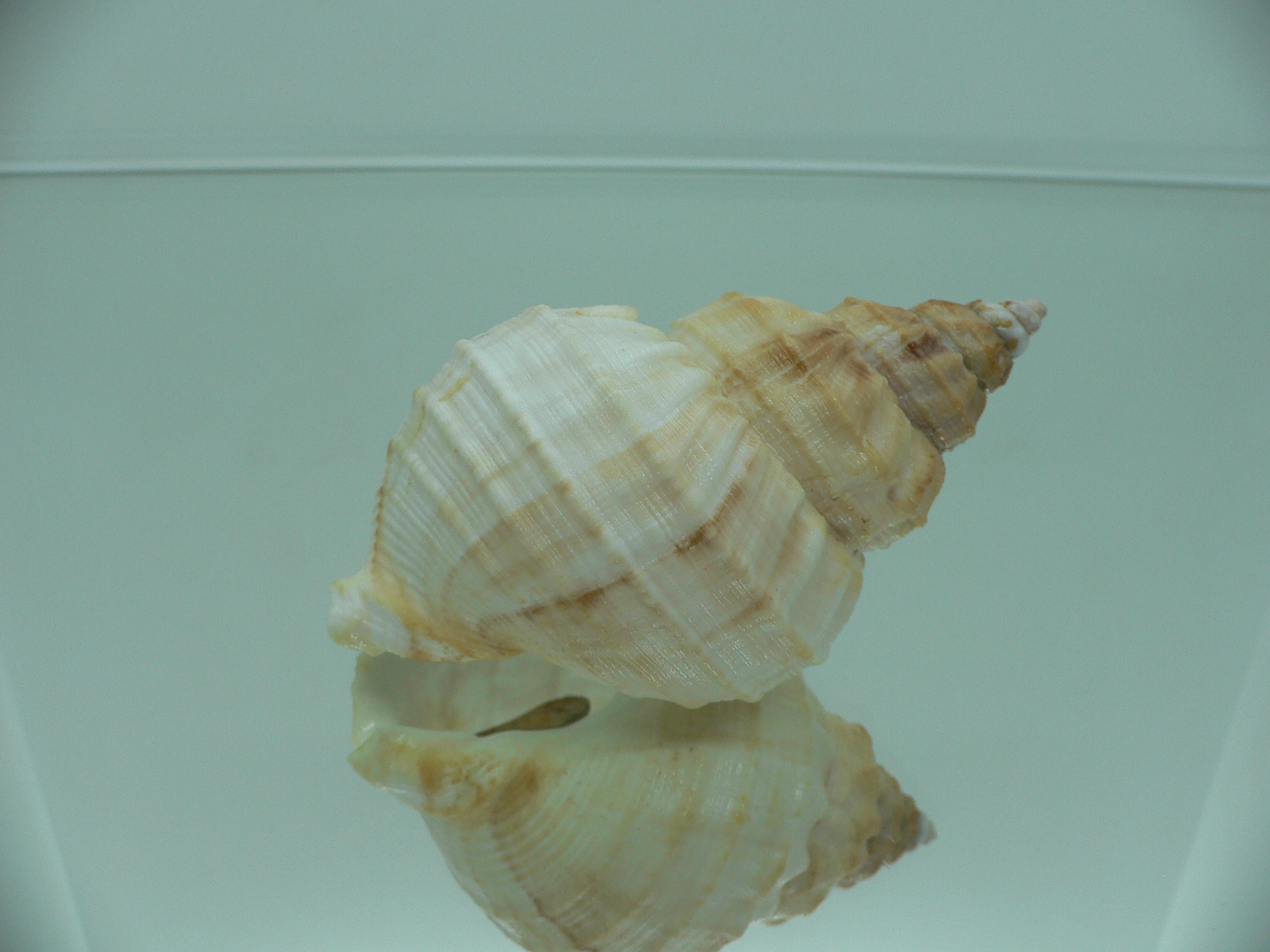 Buccinum verkruzeni WHITE