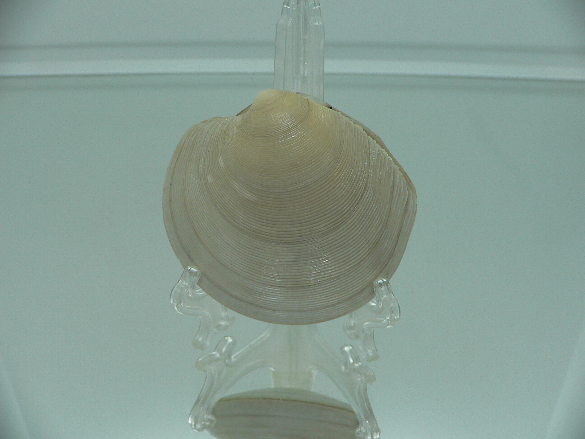 Dosinia japonica BIG
