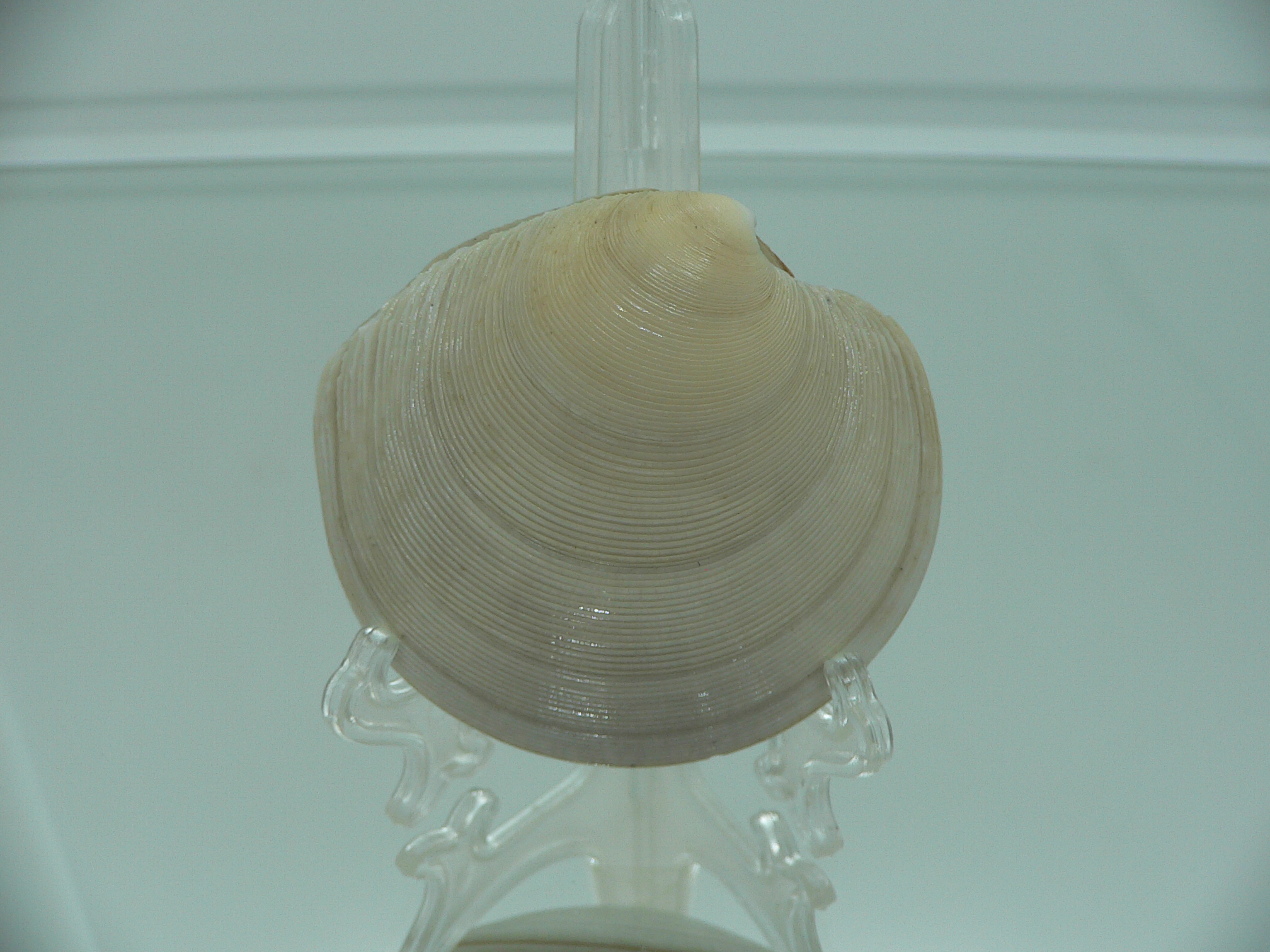 Dosinia japonica BIG