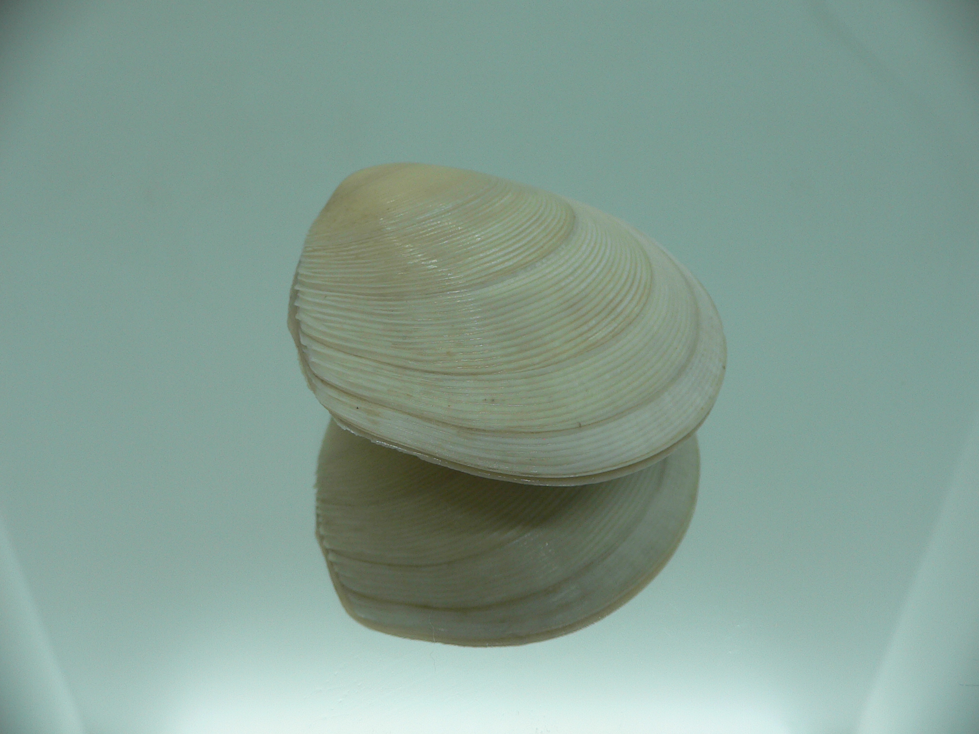 Dosinia japonica BIG